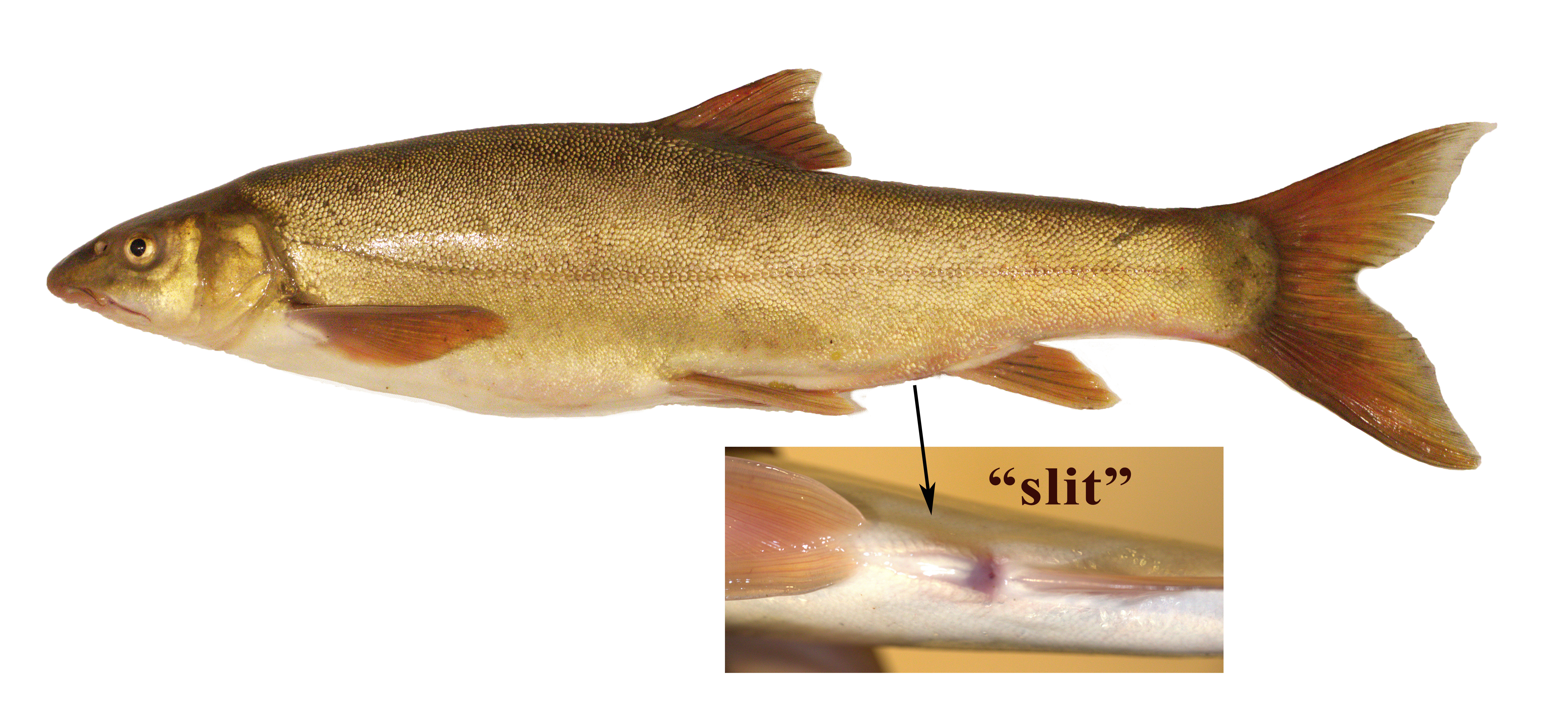 photo of Gymnocypris selincuoensis