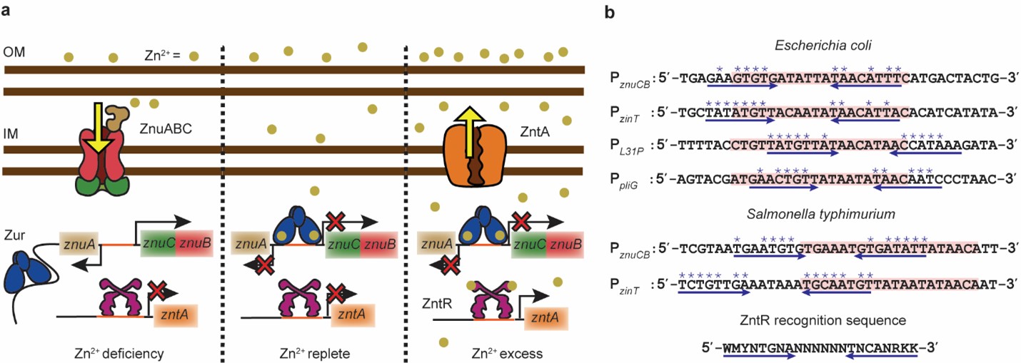 Figure. 1 | a, Present functional paradigm of Zur and ZntR in bacteria. Left: Under Zn2+ deficiency, Zur, without metallation at its regulatory sites, is a non-repressor that binds to non-consensus DNA sites but not to its recognition sequence (i.e., Zur box) in the promoter regions of its regulons (e.g., the divergent znuABC operon); here Zn2+ uptake genes are derepressed, while the non-metallated ZntR binds to its recognition sequence in the promoter regions of its regulons (e.g., zntA), repressing Zn2+ efflux. Center: Under Zn2+ replete conditions, Zur starts to be fully metallated (ZurZn) and binds to Zur box, repressing Zn2+ uptake, while ZntR is still predominantly in its apo form, repressing Zn2+ efflux. Right: Under Zn2+ excess, fully metallated ZurZn keeps repressing Zn2+ uptake, while the metallated ZntRZn at its cognate promoters distorts the DNA to result in activation of Zn2+ efflux genes. Both Zur and ZntR also have a freely diffusing population in the cell (not shown). IM: inner membrane; OM: outer membrane. b, Promoter region sequences of Zur regulons in two different bacteria. Pink shades: Zur boxes. Double blue arrows: possible dyad symmetric sequences recognized by ZntR, whose consensus recognition sequence is shown at the bottom. Asterisk (*) denotes matches with the consensus sequence.