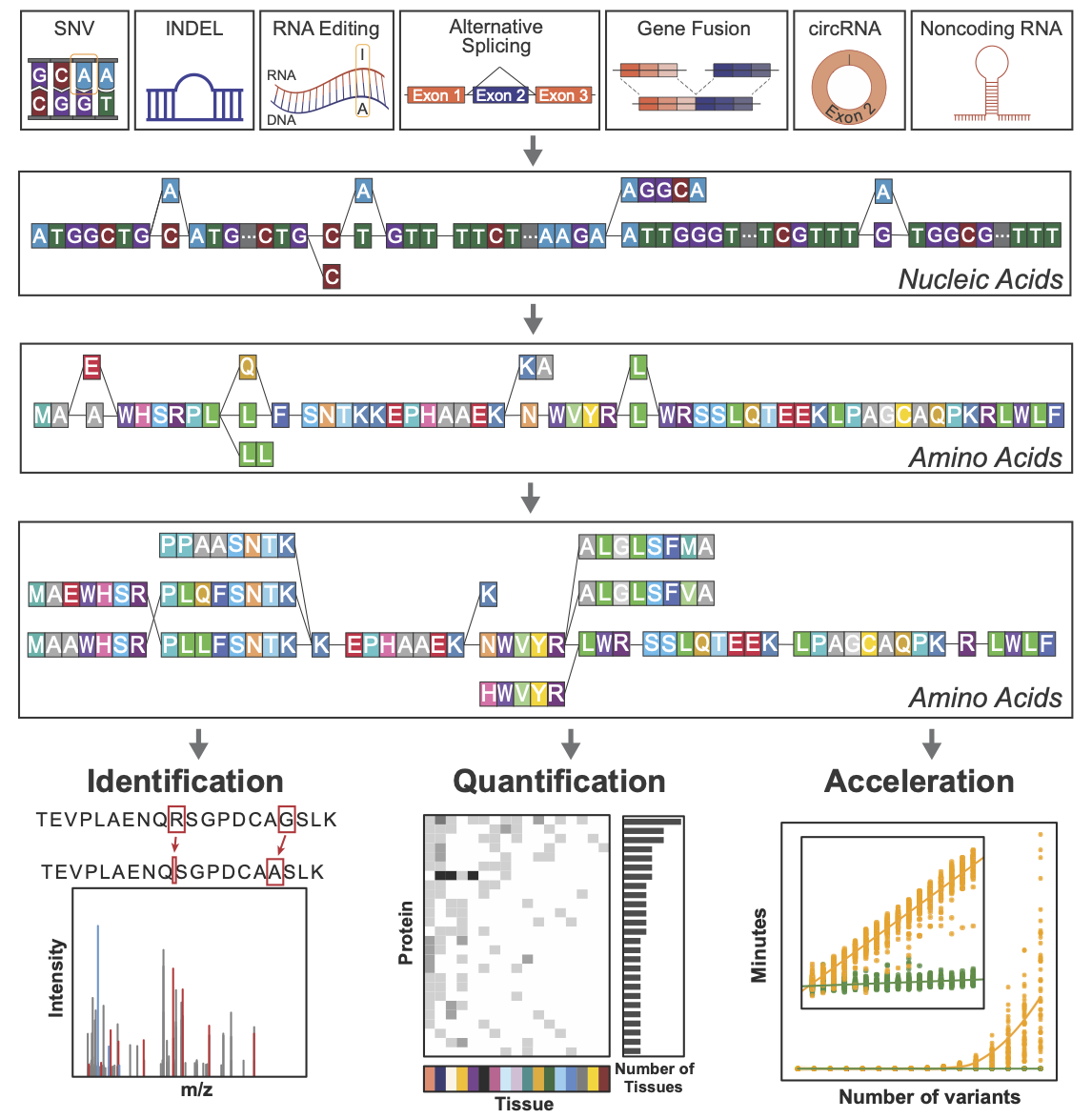 This figure shows how moPepGen integrates diverse genomic and transcriptomic variant types, including SNVs, indels, RNA editing, alternative splicing, gene fusions, circular RNAs, into a graph representation to model full gene expression diversity. moPepGen translates variant combinations into amino acid sequences, enabling downstream identification and quantification of non-canonical peptides from mass spectrometry data.