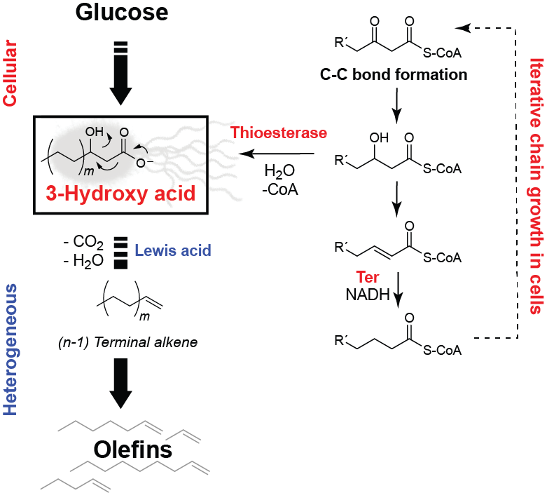 Using cellular and heterogenous catalysis to produce olefins from glucose