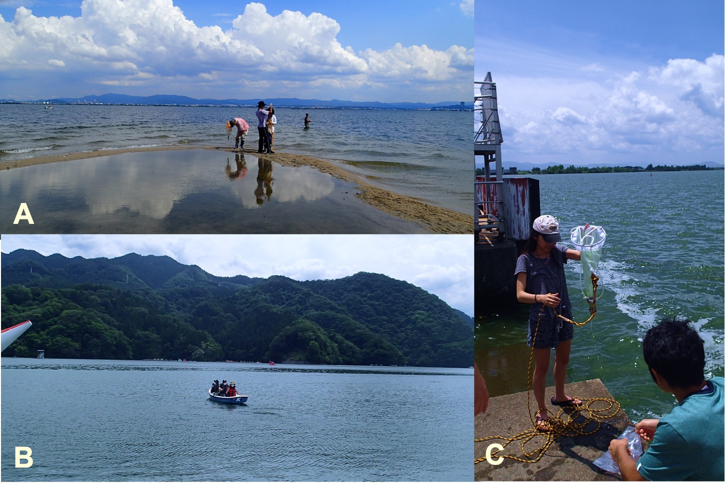 Fig. 4. Field collections of multicellular volvocine algae in Japanese freshwater lakes. A. Lake Biwa survey from Miami Beach (5 July 2015). B. Rowing boat survey in Lake Sagami (22 June 2021). C. Collection of water samples from the pier facing the parking lot of Lake Biwa Museum (6 July 2017). Original photos by Hisayoshi Nozaki.