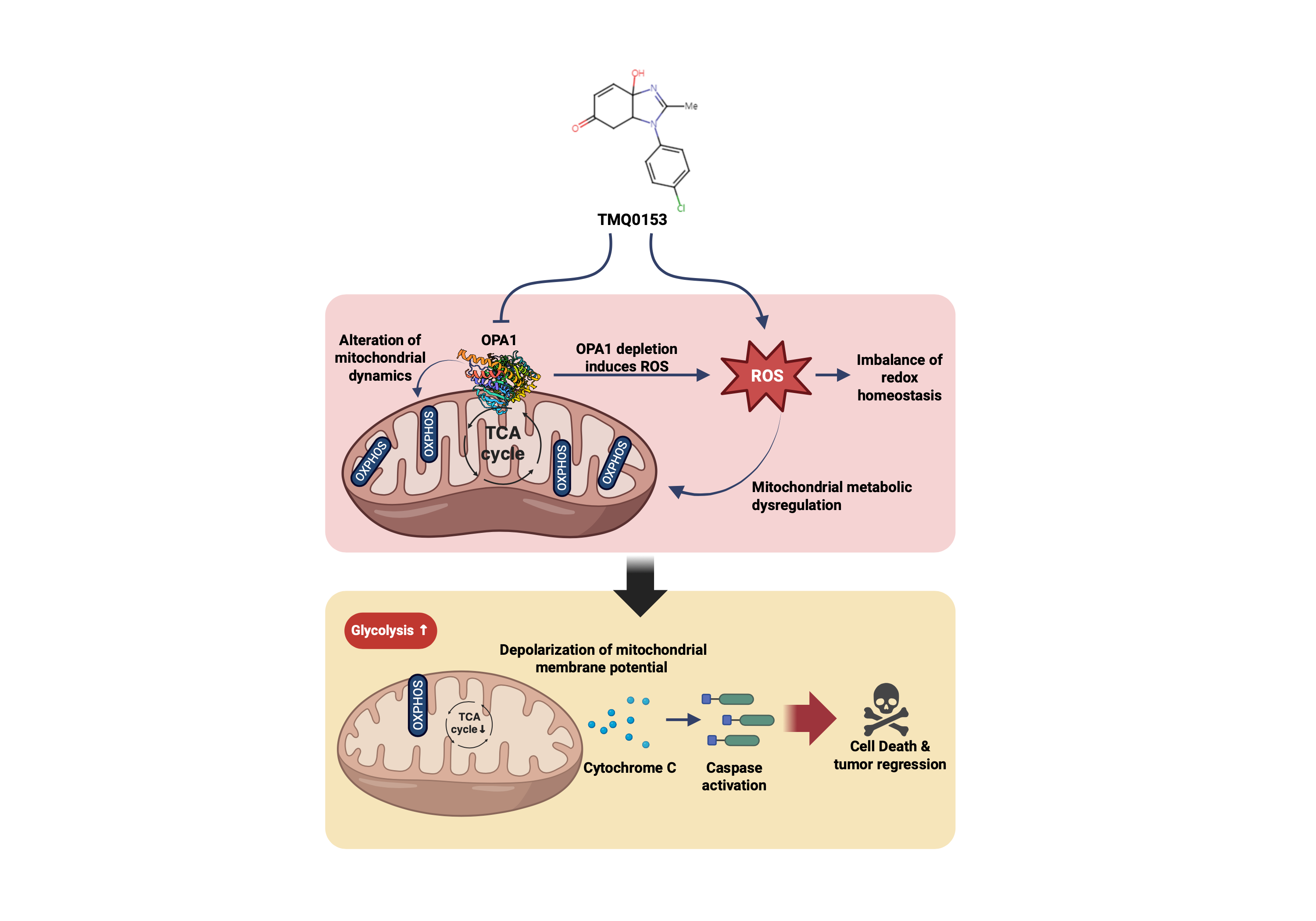 A mechanistic overview describing the effect of TMQ0153. Created in BioRender. Park, S and Diederich, M. (2025)