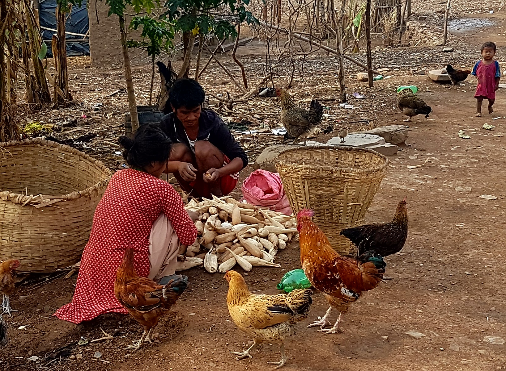 Village Poultry