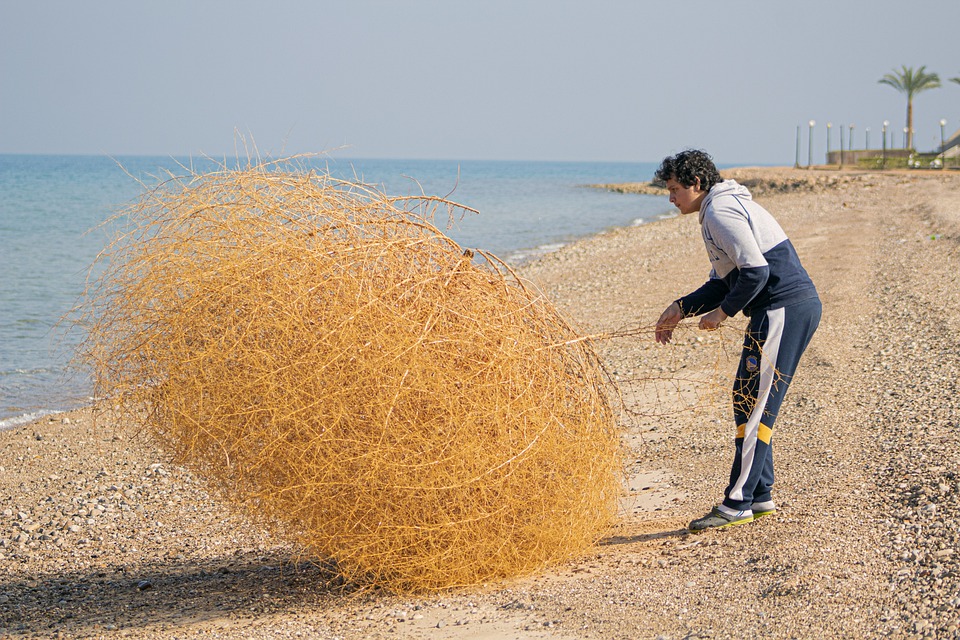 Male pulling twine from a tumbleweed