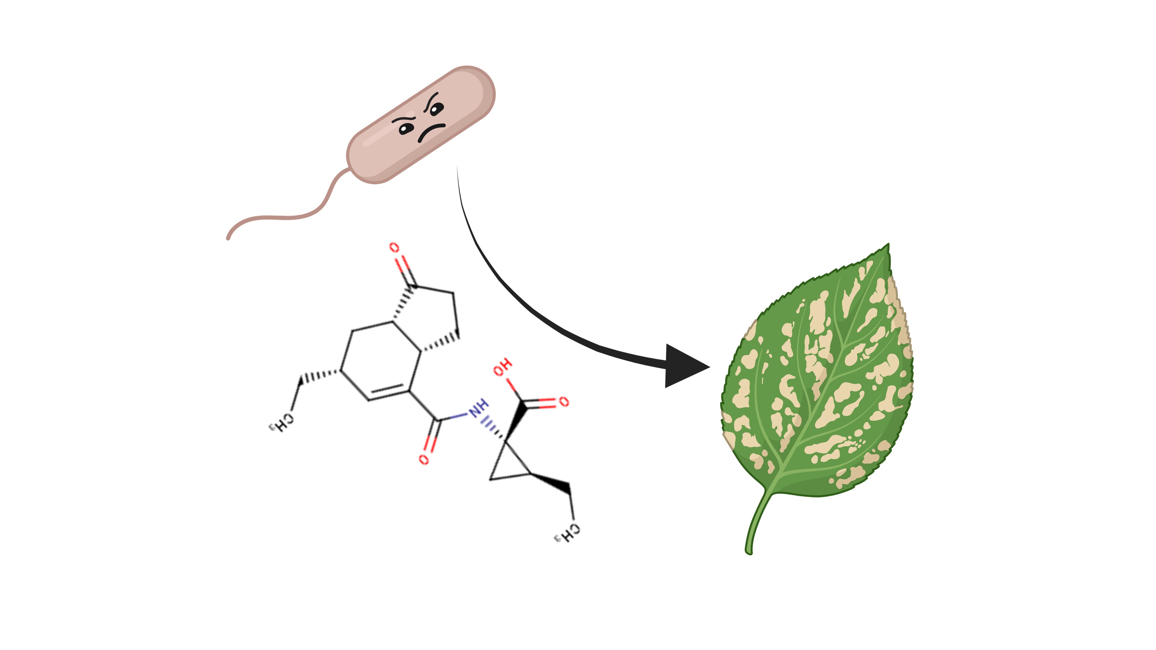 Pseudomonas syringae with coronatine