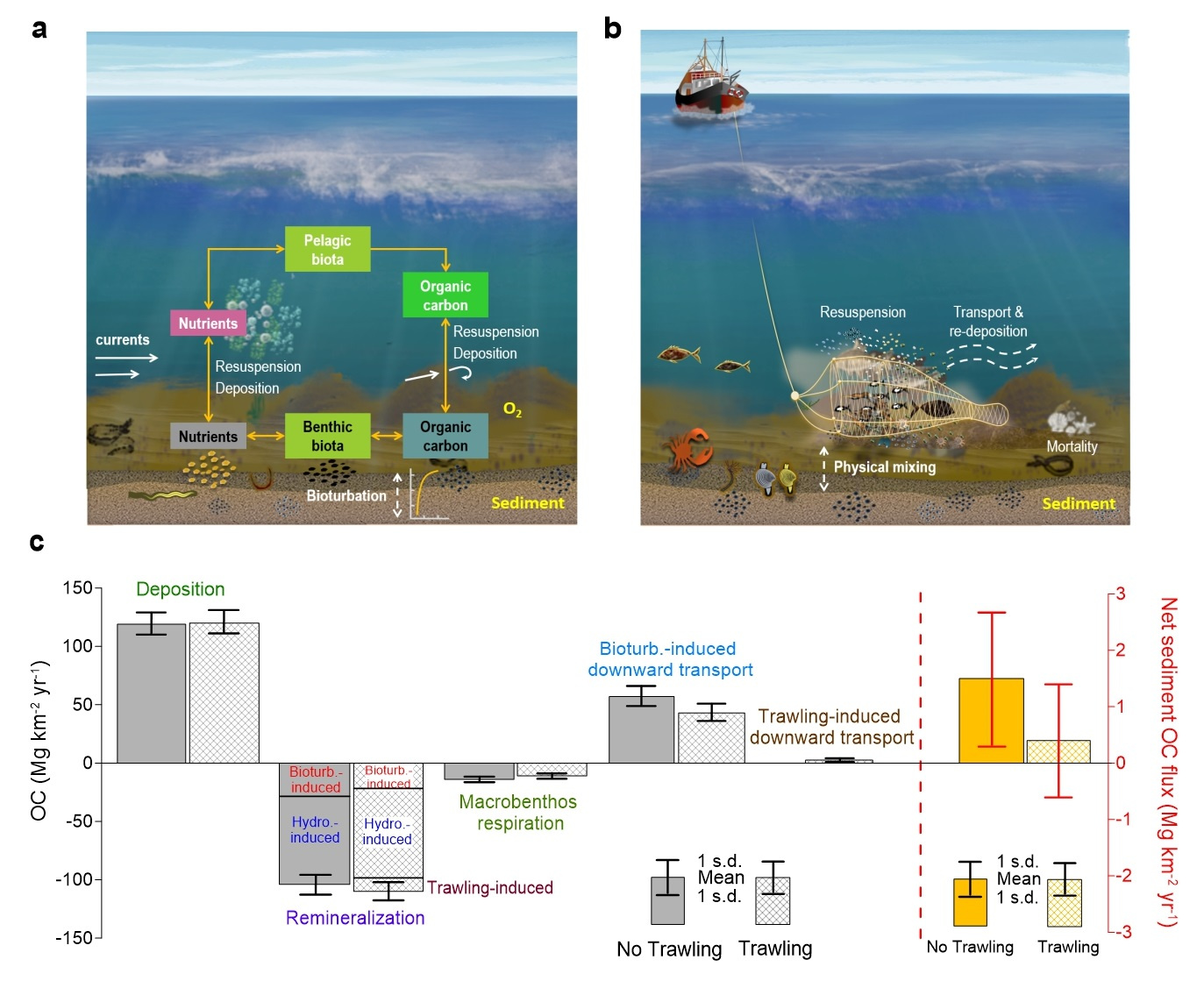 Figure 1. a, Benthic–pelagic coupling in a natural system. b, Processes involved in bottom trawling. c, Model-estimated source and sink terms of OC in surface sediments in the No-trawling (n = 67 annual values for 1950–2016) and trawling (n = 67 ensemble-averaged values for 1950–2016) scenarios of the North Sea. © 2024, Zhang, W. et al., CC BY 4.0.