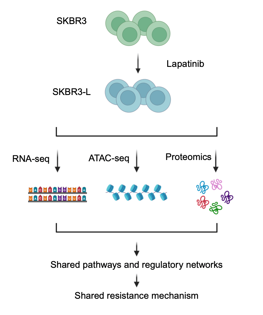 Fig. 1: Schematic diagram of the biological model we adapted, and the experimental approaches taken for the duration of the study. SKBR3 cells were made resistant to increasing concentrations of lapatinib. 