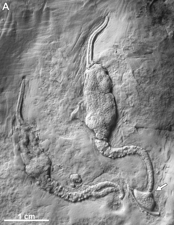 Two Cambrian solutes Coleicarpus preserved in life position.