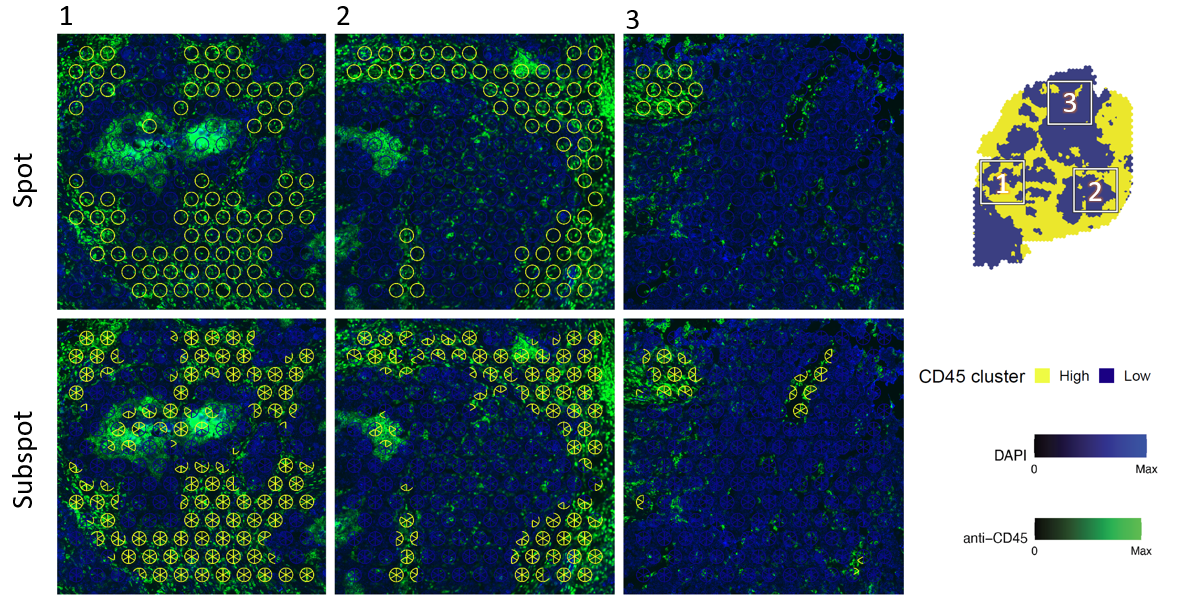 BayesSpace improves identification of biological features