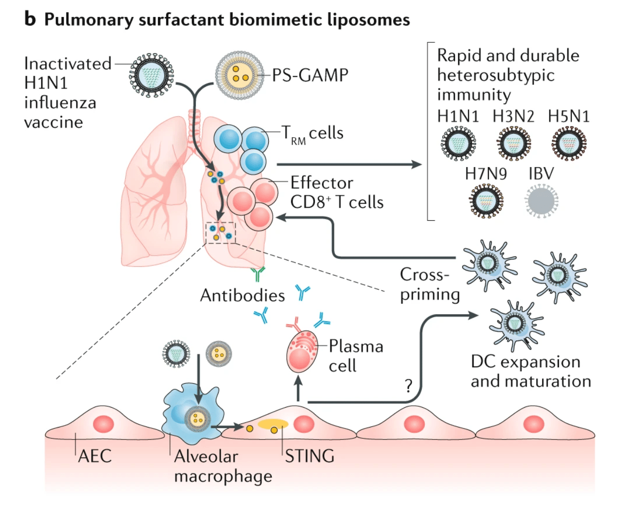 Fig. 4: Materials science in the treatment and vaccination of viral diseases. b | Nasal delivery of inactivated H1N1 influenza virus and pulmonary surfactant guanosine monophosphate–adenosine monophosphate (PS-GAMP; an activator of stimulator of interferon genes (STING)) leads to the stimulation of dendritic cell (DC) maturation, antibody generation and, subsequently, to a CD8+ T cell and tissue-resident memory T (TRM) cell response, generating broad protection against seasonal influenza B virus (IBV), H3N2, H5N1 and H7N9 influenza viruses. 