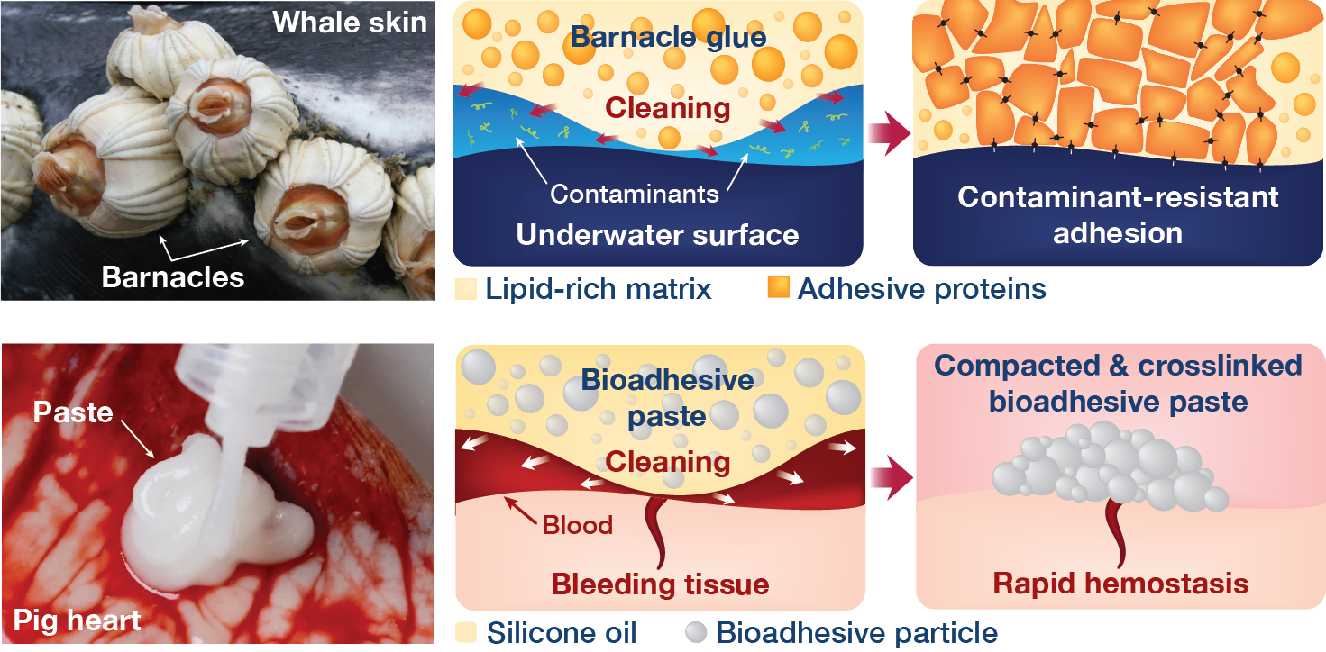 Barnacle-glue-inspired paste