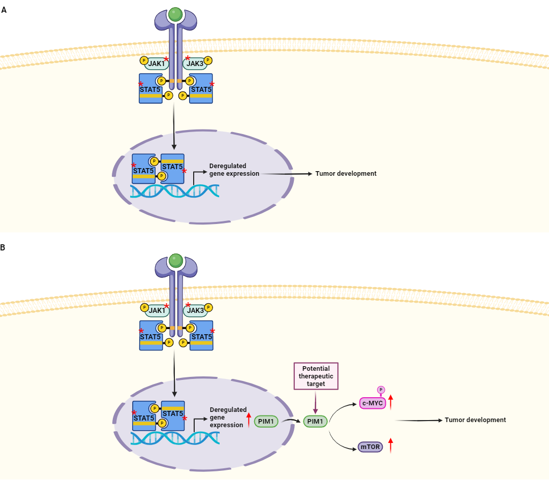 (A) Oncogenic mutations in the JAK/STAT pathway induce constitutive phosphorylation of STAT5 which deregulates the expression of multiple genes leading to tumor development. (B) PIM1 overexpression is induced by JAK/STAT oncogenic mutations and is postulated as a potential therapeutic target for T-ALL/LBL patients. PIM1 upregulation induces the overexpression of c-MYC and mTOR signaling pathways and promotes tumor development. The JAK/STAT members that are frequently mutated in T-ALL/LBL are indicated with an asterisk (*). Schematic representation was created with BioRender.com