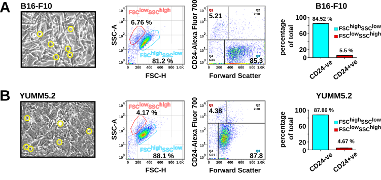 CD24 flags anastasis
