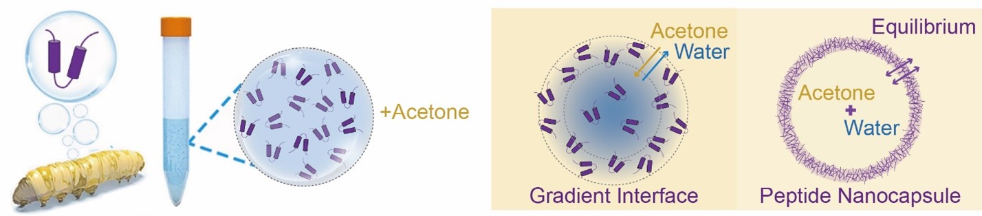 Schematic illustration of the experimental setup and solvent concentration gradient-mediated assembly of ICP nanocapsules.