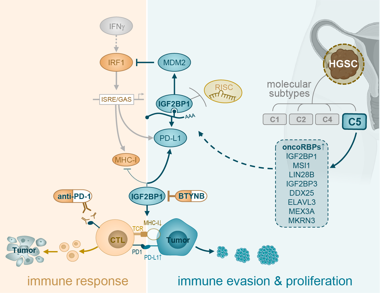 Immune escape guided by RNA-binding prroteins in ovarian cancer