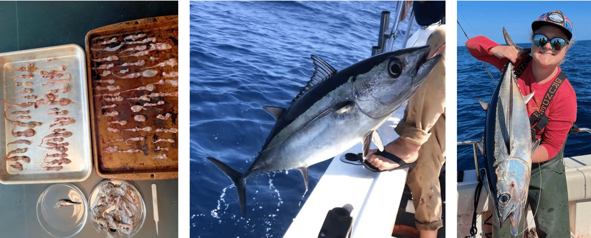 Species important in albacore tuna diets in the NE Pacific are included in the Pelagic Species Trait Database by Gleiber et al. (2024)  and Dr. Stephanie Green's lab at the University of Alberta