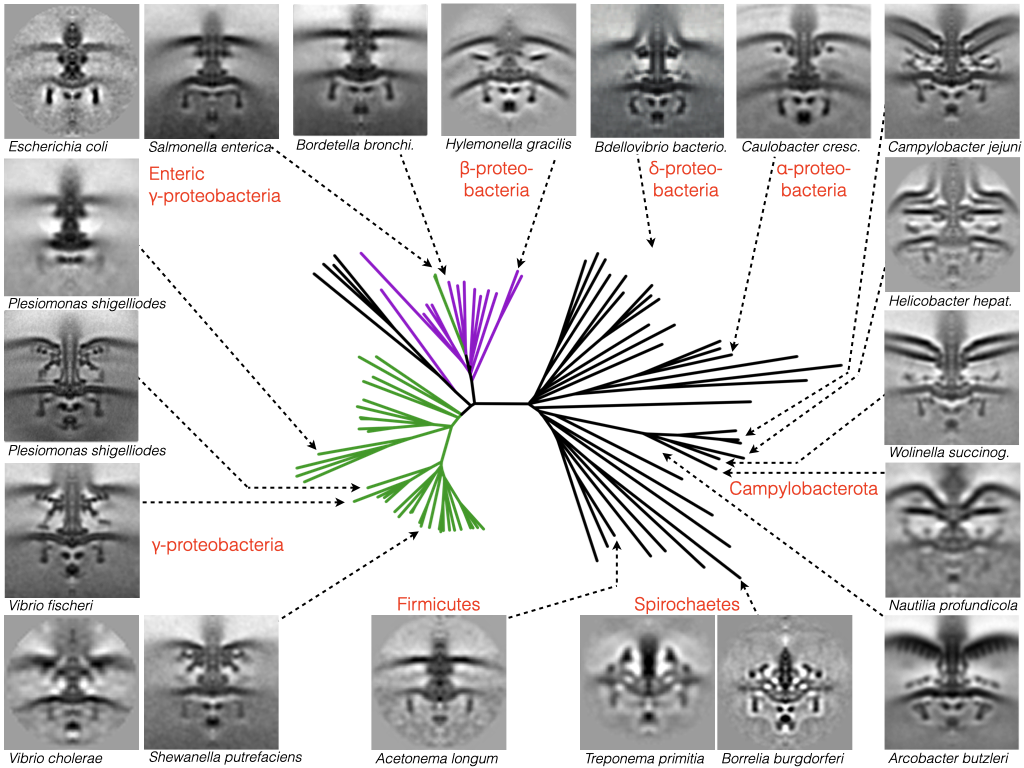 A gallery of flagellar diversity