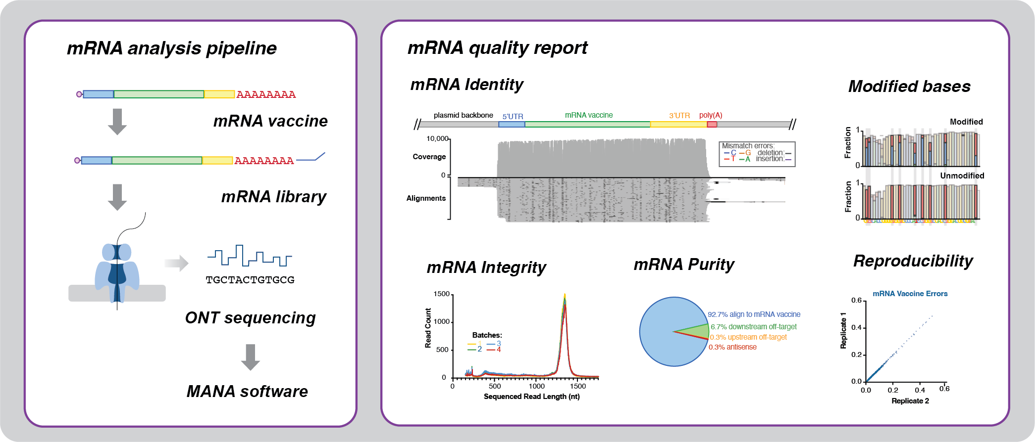 Figure 1. Pipeline for testing the quality of mRNA vaccines and therapies. Synthetic mRNAs are analysed using Oxford Nanopore direct RNA sequencing and our custom software, MANA. This pipeline provides an mRNA quality report, detailing mRNA identity, integrity, purity and reproducibility, and is able to read the modified bases that are frequently included in mRNA vaccines.