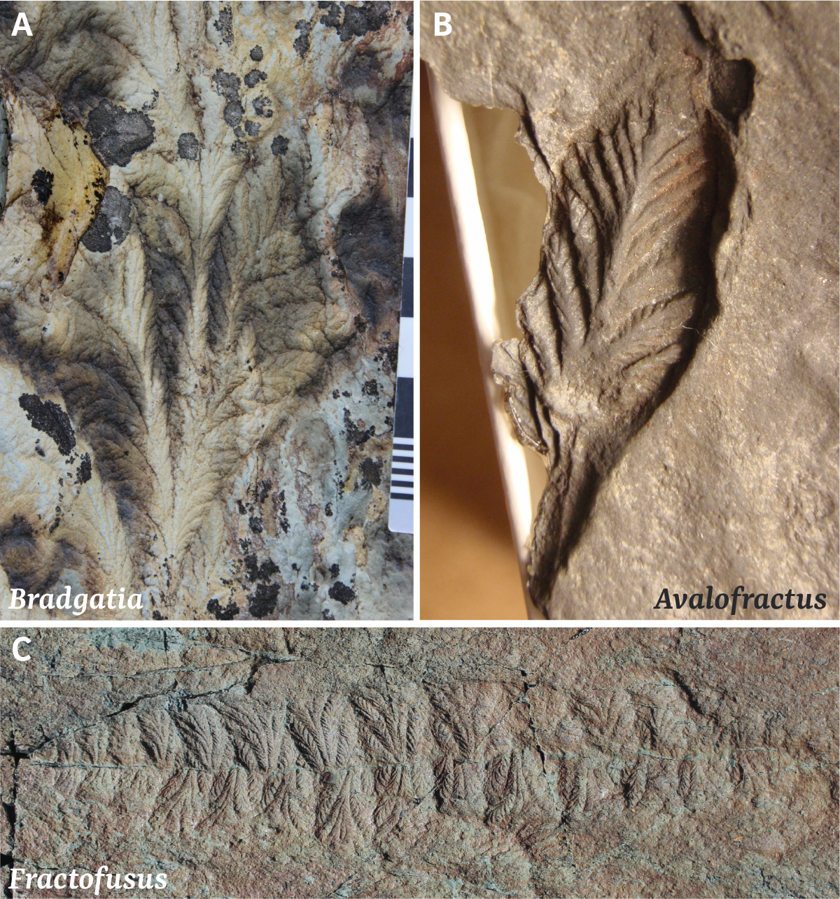 Frond-like fossils called rangeomorphs, more typical of Ediacaran fossil assemblages.