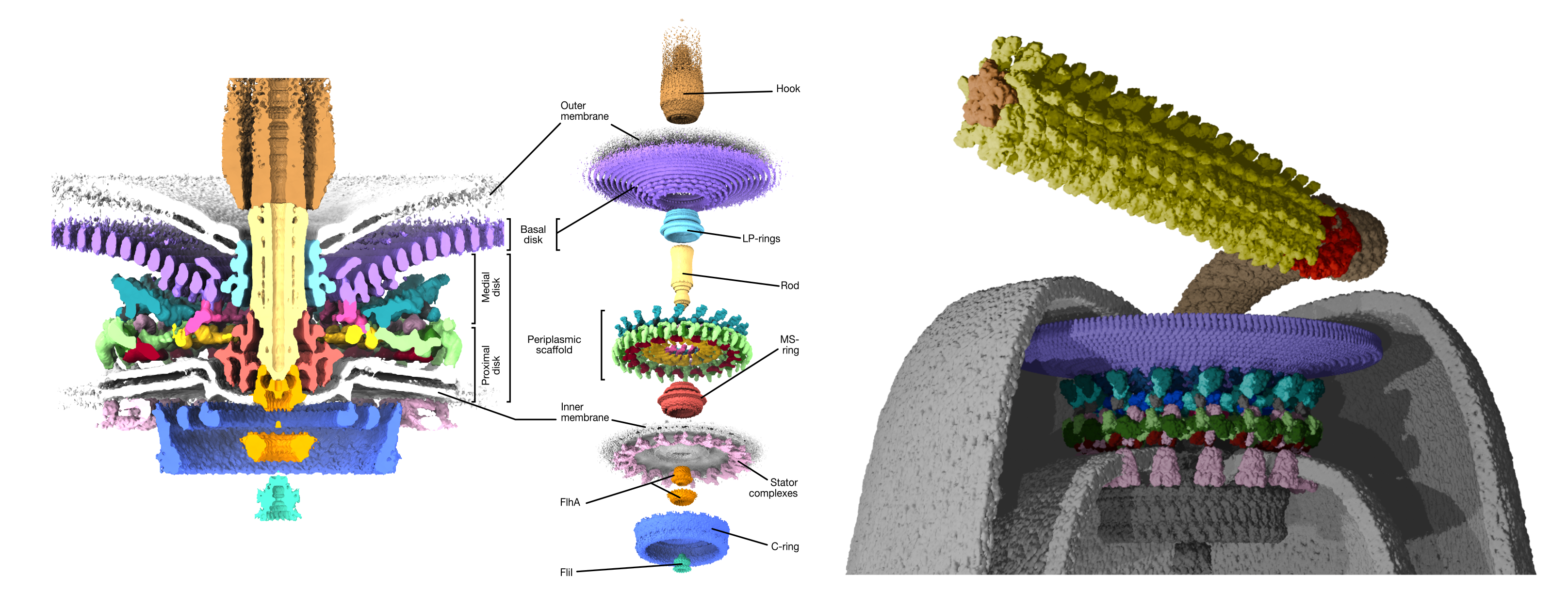 A high-resolution structure of the Campylobacter jejuni flagellar motor.
