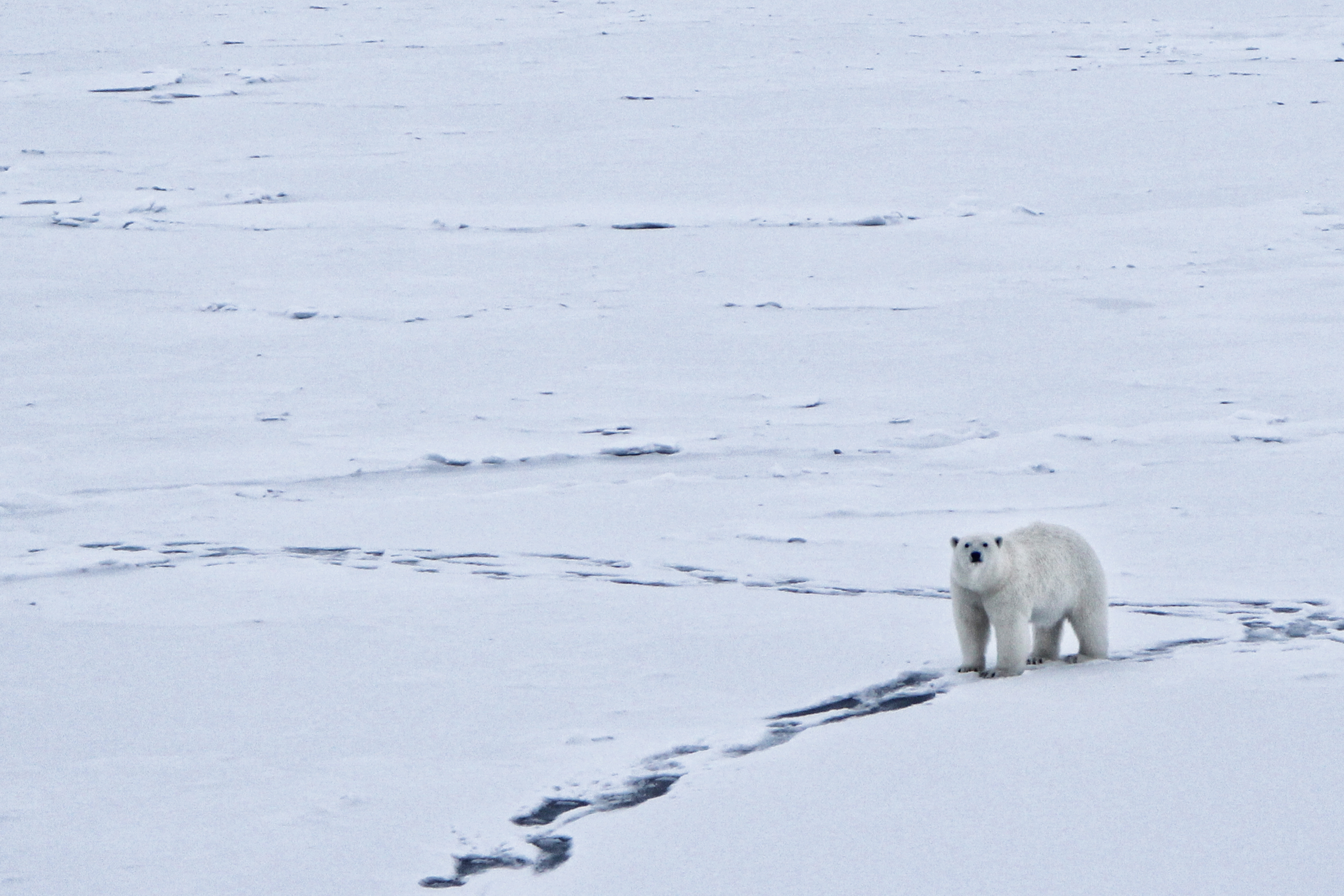 A polar bear curious about scientists and their equipment. 