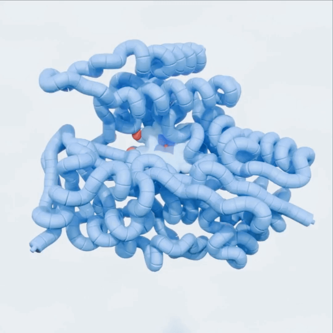 A video of a morph between the open and closed conformations of SyoA