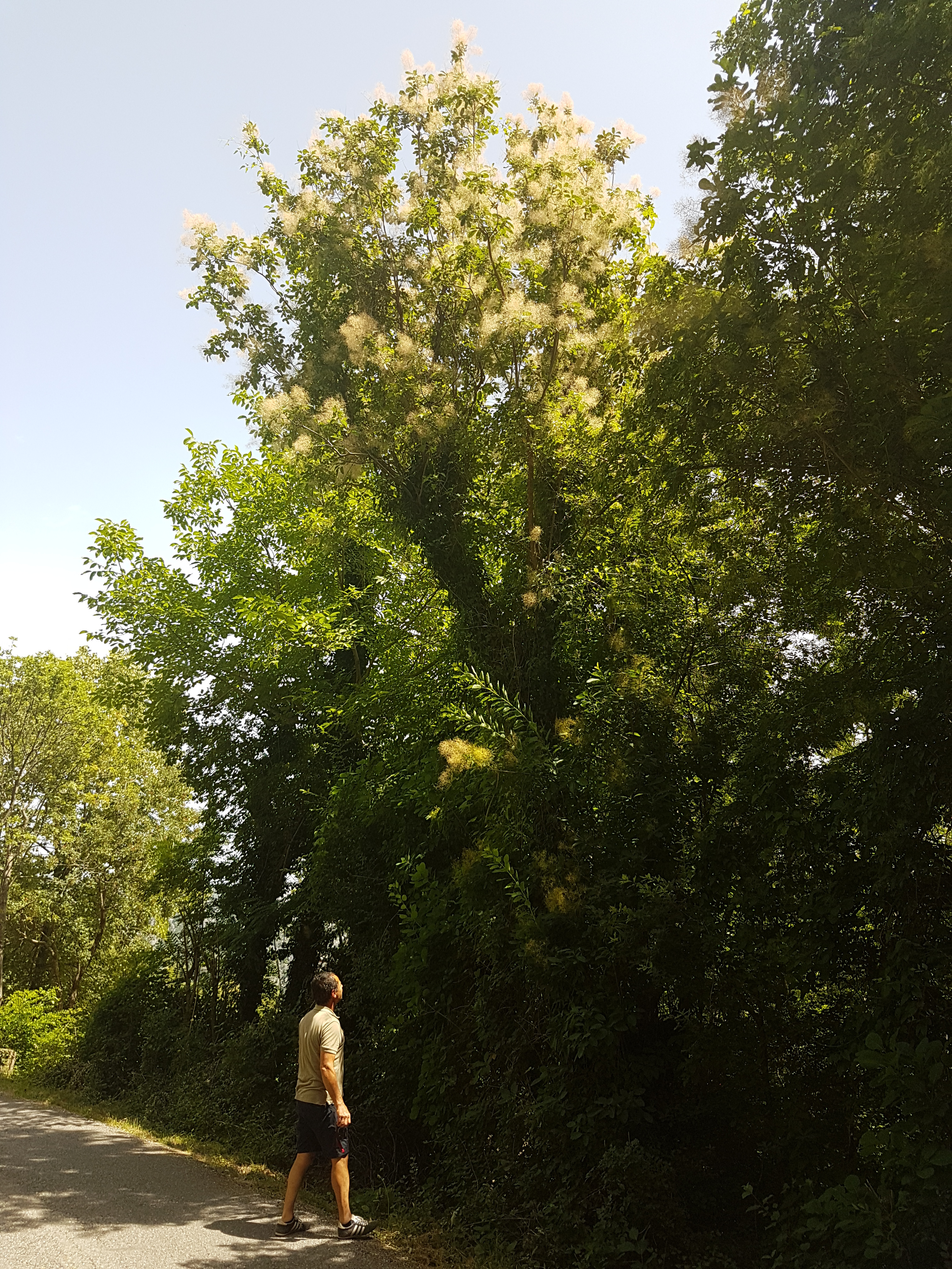 Cotinus Montenegro fieldwork