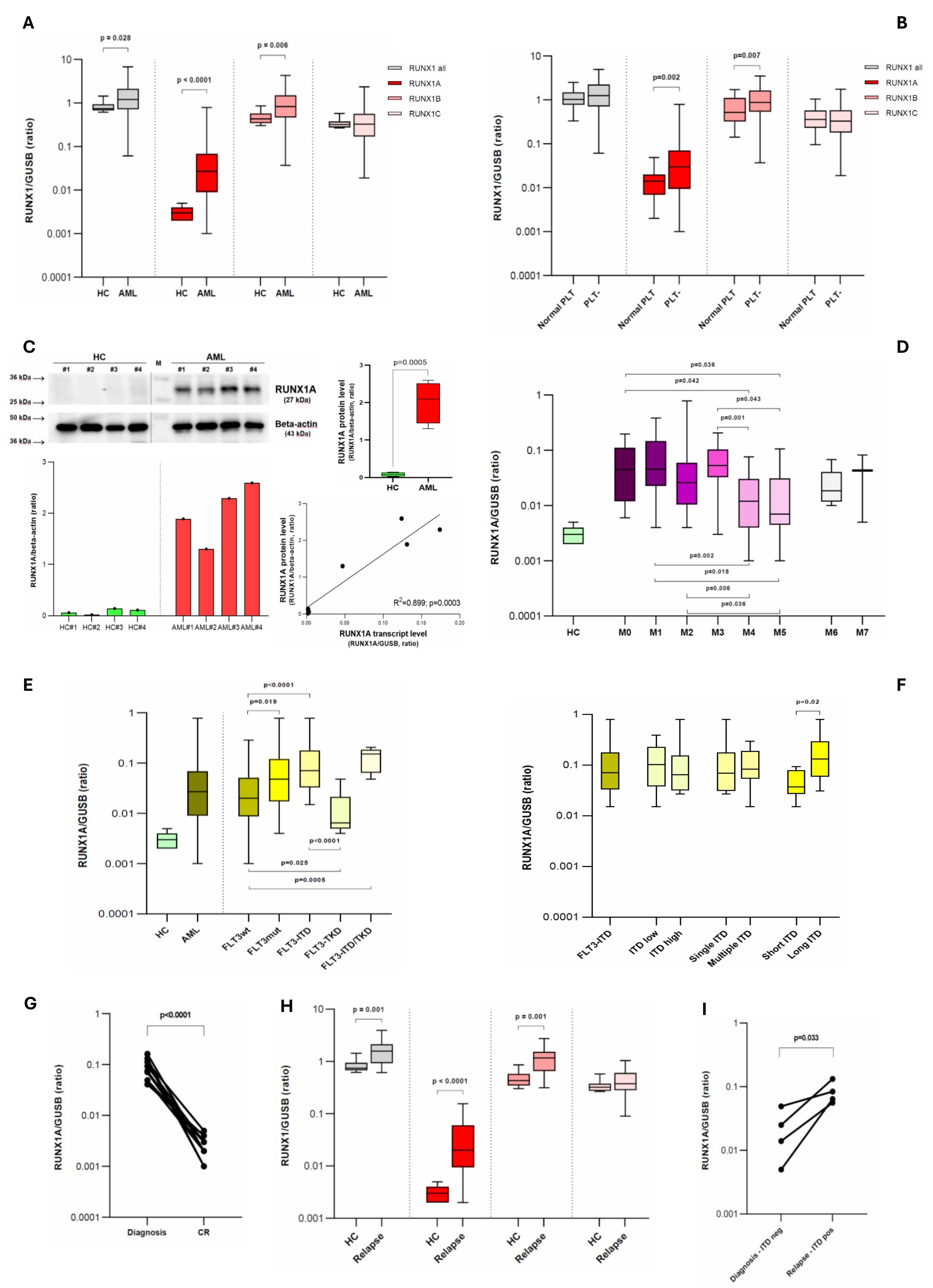 (A) Comparison of RUNX1 expression between healthy controls and AML cases at diagnosis (single isoforms and their sum are reported). (B) RUNX1 expression according to patient PLTs number. (C) Representatives immunoblot image of RUNX1A and beta-actin (top-left). Densitometric analysis of RUNX1A bands, expressed as relative optical density and normalized to beta-actin (bottom–left). Comparison between HC and AML RUNX1A protein levels (top–right). Simple linear regression between the RUNX1A transcript and protein levels (bottom-right). (D) RUNX1A transcript levels according to the FAB classes. (E) RUNX1A transcript level in AML cases subdivided by FLT3 mutational status; (F) a detailed analysis of FLT3-ITD patients is reported. Short ITD: duplication length ≤ 50bps, long ITD: duplication length > 50bps. (G) RUNX1A kinetics from diagnosis to CR. (H) Comparison of RUNX1 expression between healthy controls and AML cases at disease relapse (single isoforms and their sum are reported). (I) RUNX1A kinetics from diagnosis to disease relapse, for four cases that were FLT3-ITD negative at disease onset but FLT3-ITD mutated at relapse. (A,B,D,E,F,H) Boxplots representing the distribution. The boxes extend from the 25th to 75th percentiles. The line in the box represents the median value. The whiskers range from the smallest value to the largest. HC: healthy controls; AML: acute myeloid leukemia; PLT-: thrombocytopenic cases (<150.000 PLTs/ul); CR: complete remission.
