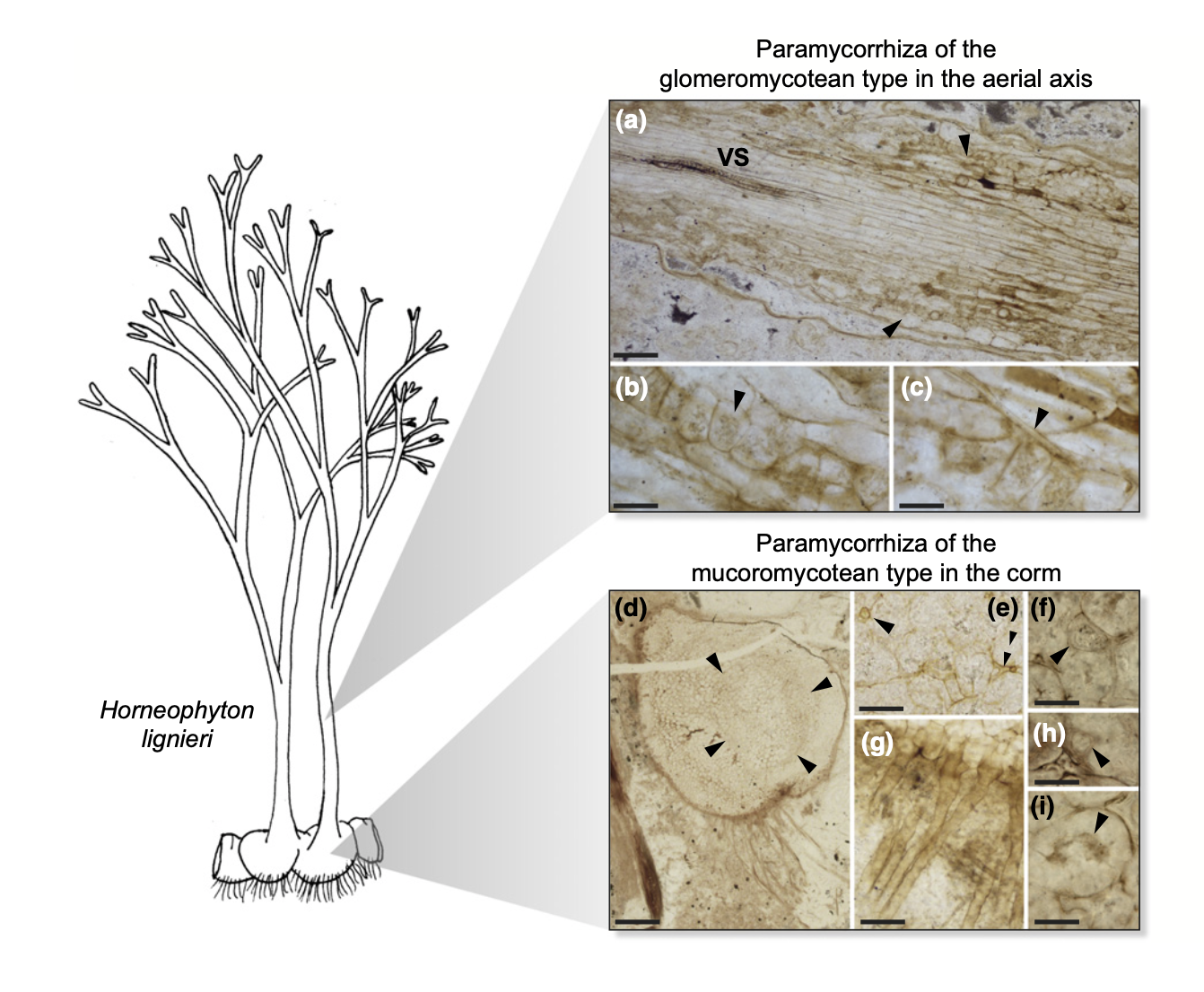 Mycorrhizas in Horneophyton lignieri