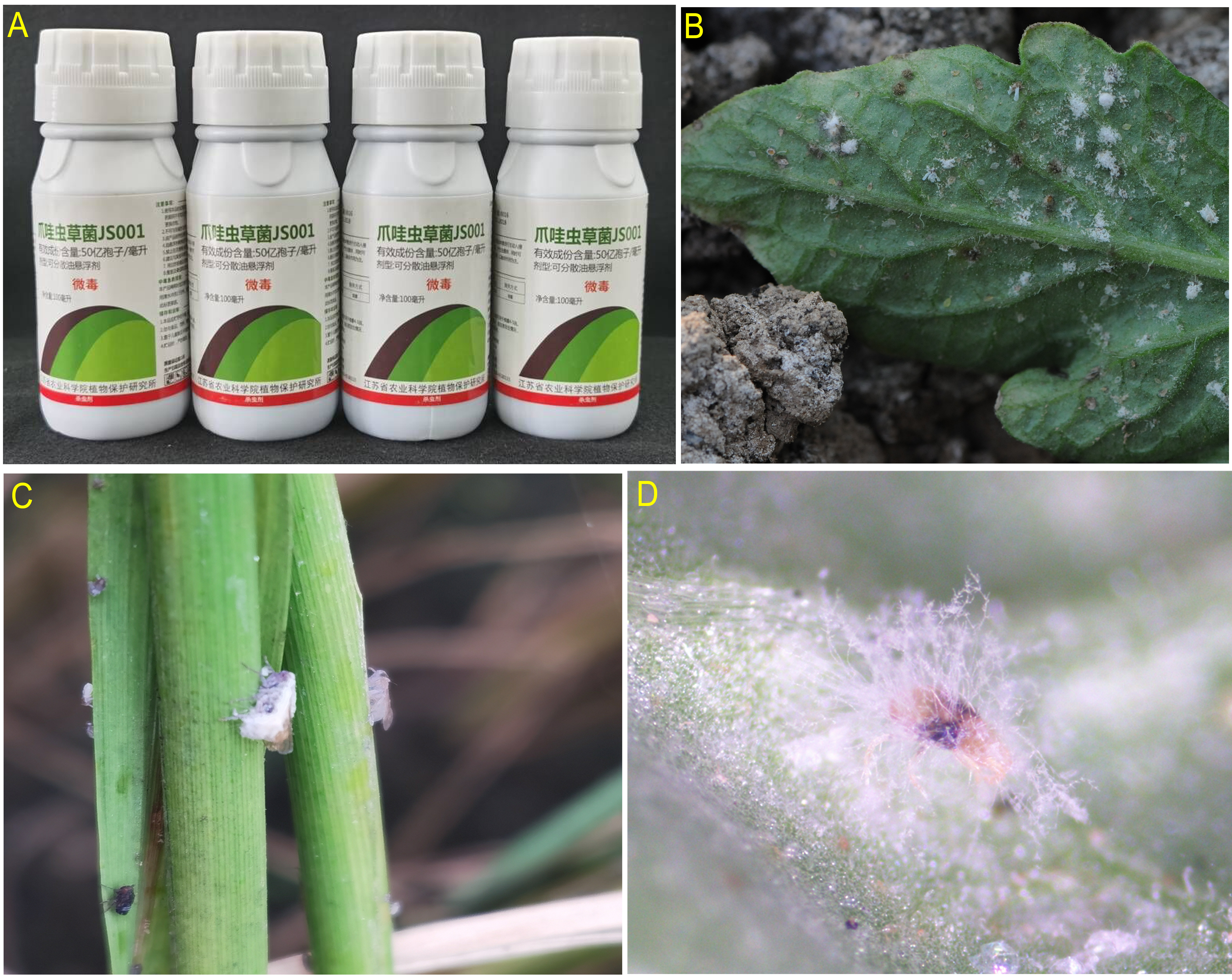 A: The packages of the microbial pesticide product; B: C. javanica-infected whiteflies Bemicia tabaci on a tomato leaf; C: a C. javanica-infected brownplant hopper Nilaparvata lugens on a rice stem; D: a C. javanica-infected two-spotted spider mite Tetranychus urticae on a greenbean leaf.