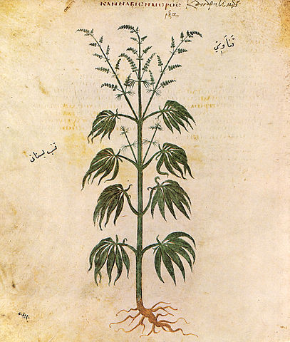 A drawing of the Cannabis Sativa plant on a page of an old manuscript dated to c. 512 CE