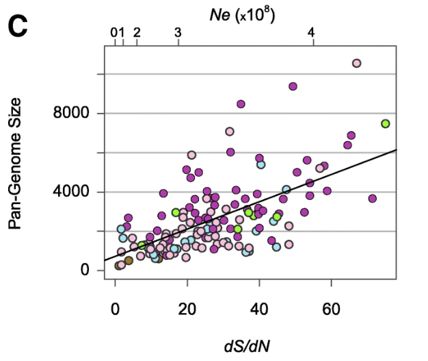 Originally Figure 4c from Bobay and Ochman (2018), where each point is a bacterial species. dS/dN refers to the ratio of the synonymous to non-synonymous substitution rates (an inversion of the standard ratio), which provides a proxy for Ne, the effective population size.