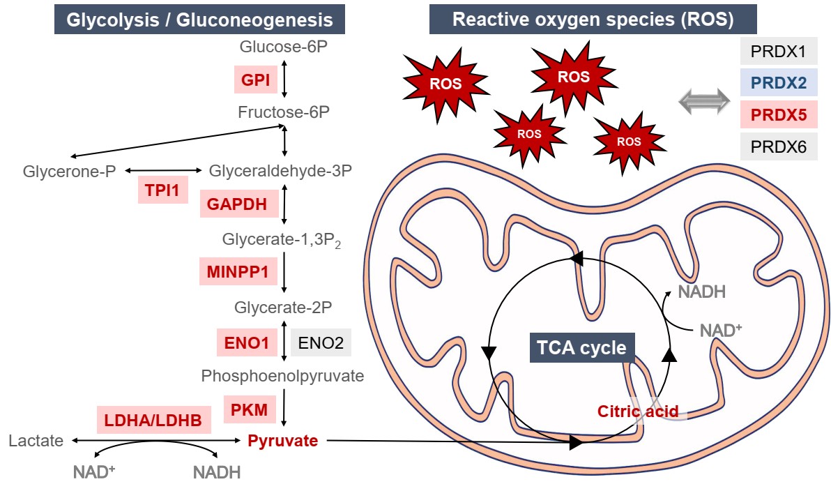 Metabolites and proteins with upregulated, downregulated and unchanged were colored in red, blue and black, respectively. Gray nodes represent proteins that were not detected. 