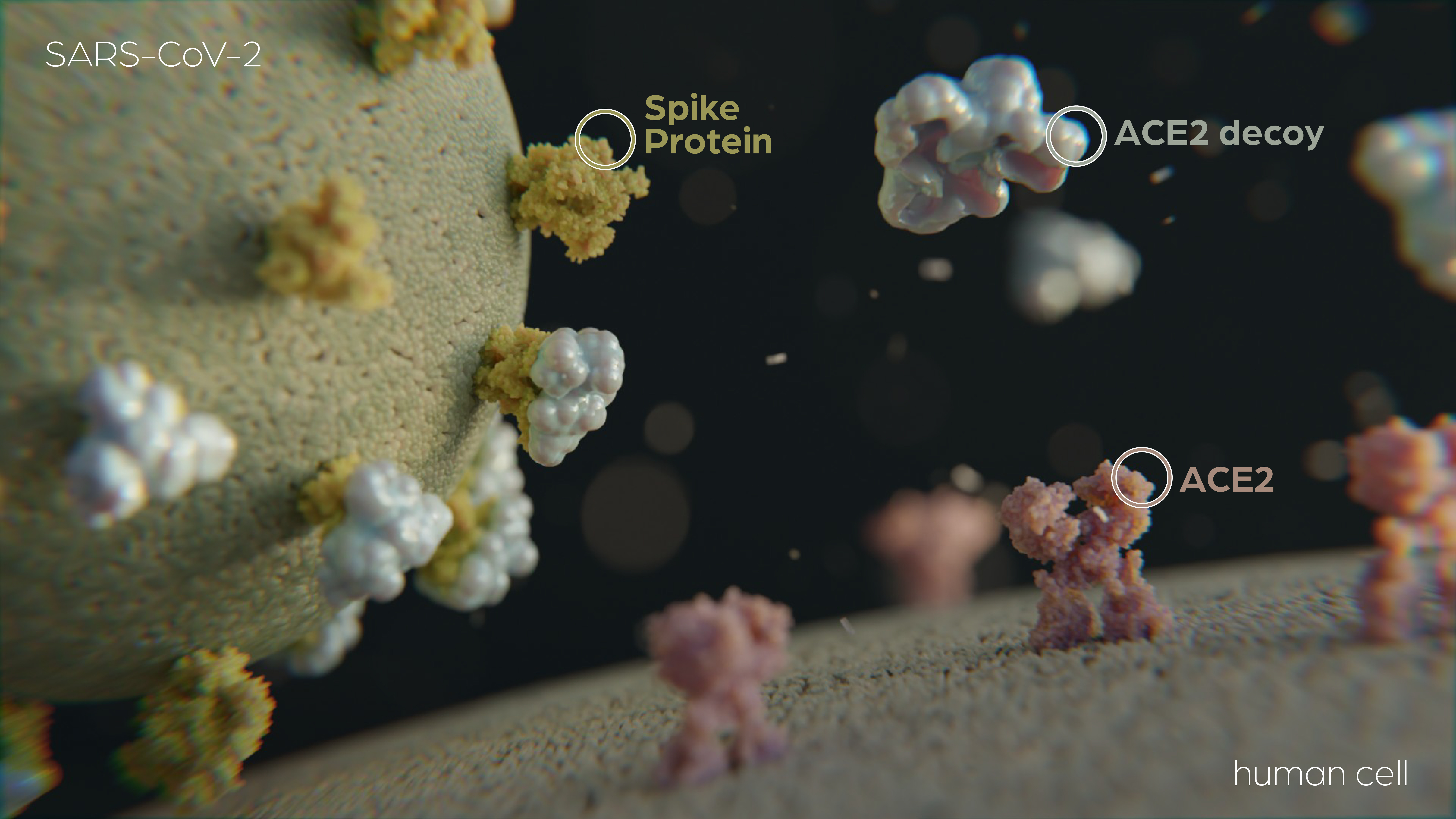 Schematic of hACE2 decoys to bind SARS-CoV-2 virus particles
