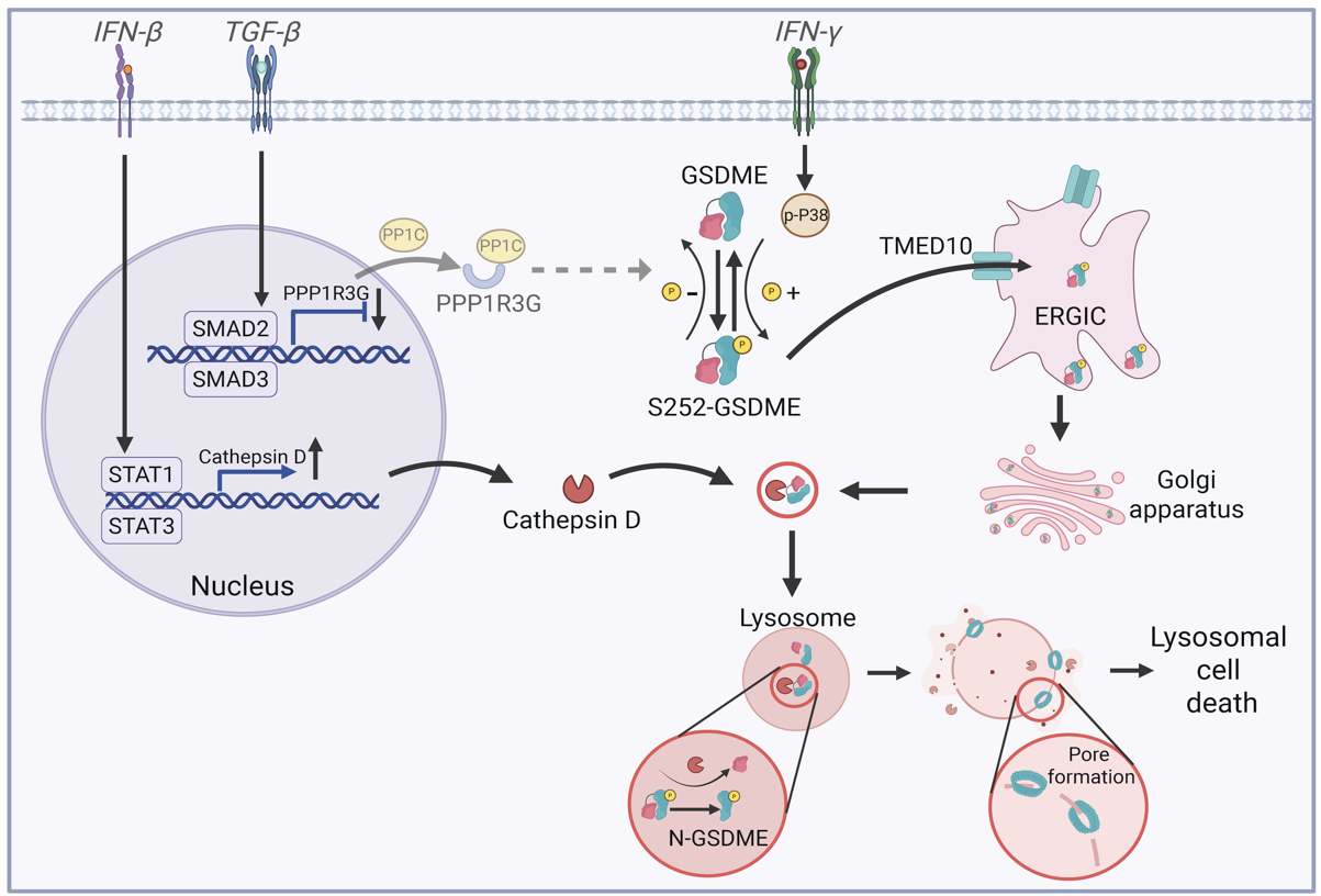 IIT induce PDAC cell death in a lysosome-dependent manner.