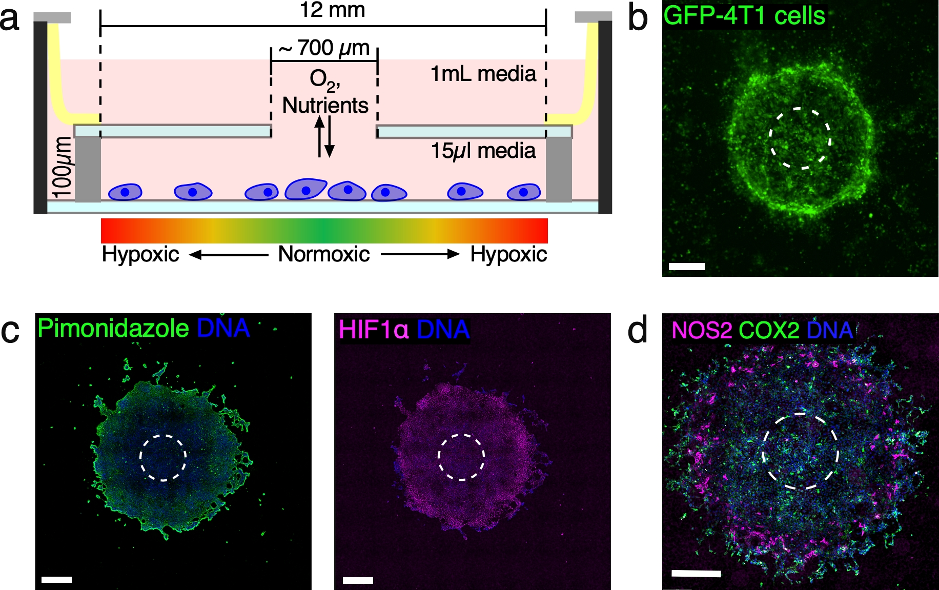 Figure 1. The restricted exchange environment chamber (REEC) models key features of the tumor microenvironment.