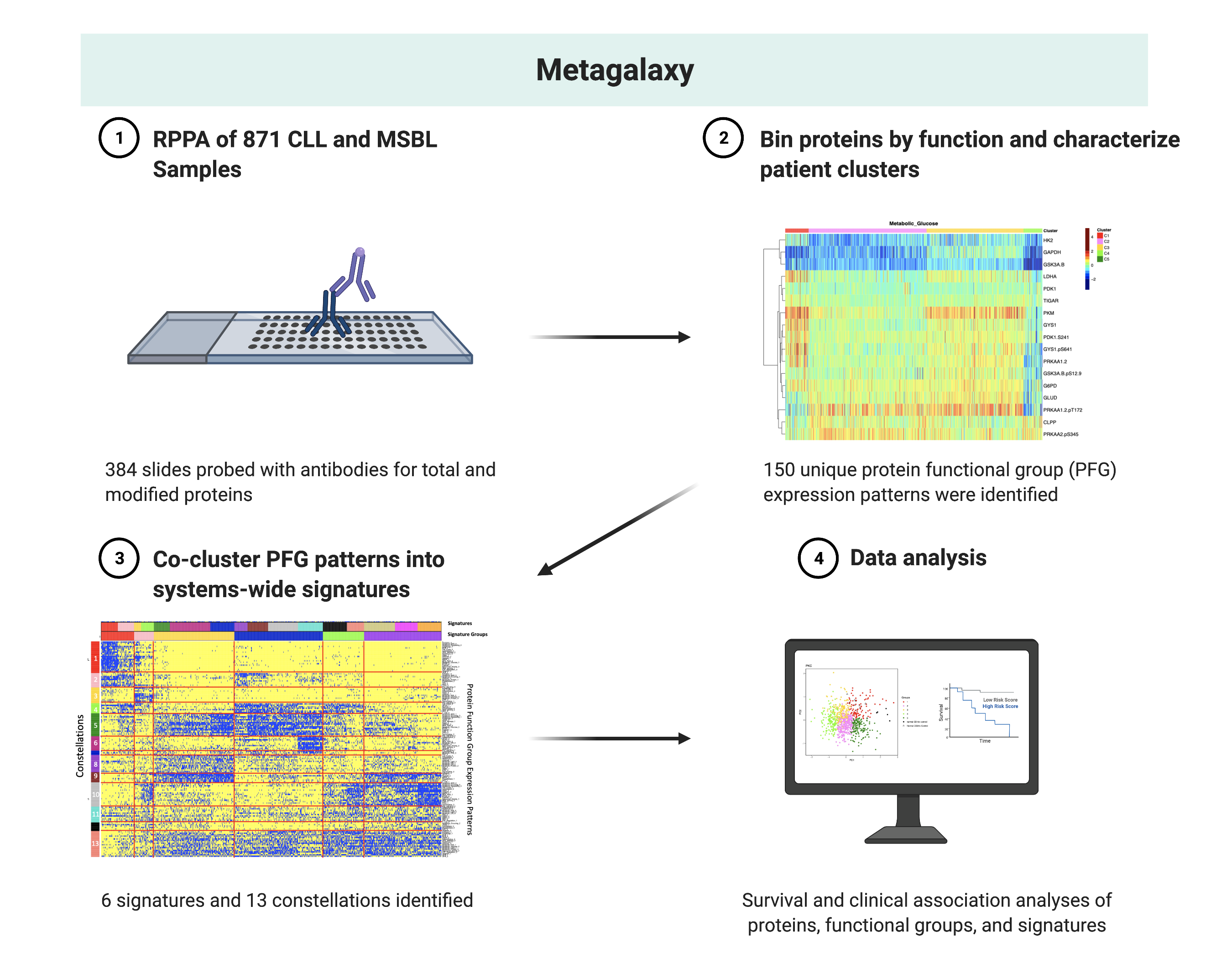 Reverse Phase Protein Array (RPPA) was used to quantify 384, cancer and CLL relevant total (n=255), cleaved (n=4), methylated (n=6), and phosphorylated proteins. Proteins were binned by function into 40 protein functional groups (PFGs) based on literature and correlations with other proteins in the dataset. An optimum number of patient PFG expression clusters were identified using progenyclust, characterizing a total of 150 unique expression patterns. The 150 expression patterns were then co-clustered to identify consistent co-occurring PFG expression patterns (constellations) and patient groups with similar constellation patterns (signatures). The optimum number of signatures and constellations were determined based on a stability score calculated between combinations of several signatures and constellations. For CLL, we identified 13 constellations and 16 signatures. The signatures were further grouped based on similarities in survival outcomes and constellations to form 6 signature groups (A-F). Following this, we performed Kaplan Meier/cox hazard analyses to identify clinically prognostic proteins, PFGs, and signature groups for CLL outcomes and therapy responses. Differential expression and random forest were also performed to identify novel drug targets and signature group classifier proteins. This figure was created with and adapted from the “Spatial Transcriptomics” template, by BioRender.com (2022). Retrieved from https://app.biorender.com/biorender-templates