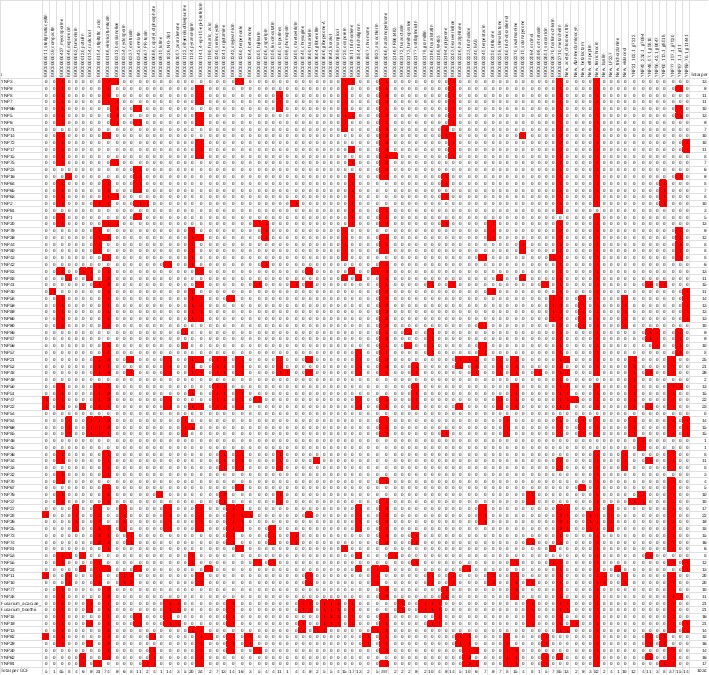 presence–absence matrix showing gene cluster families across Hypocreales strains