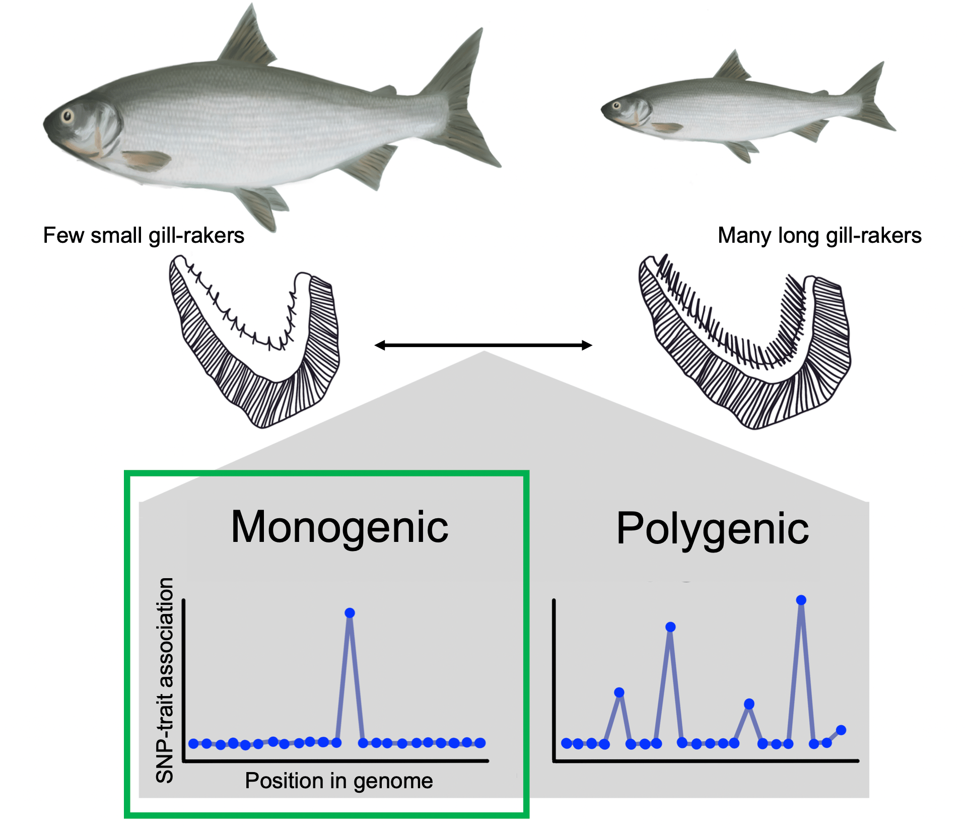 Figure 2: A schematic of our genome-wide association study which aimed to find the genetic basis of gill raker variation. Our results showed a single strong association reflecting a potentially monogenic basis of gill-raker variation (left), as opposed to a strongly polygenic signature which would have resulted in many peaks (right) or a lack of power to detect any association.