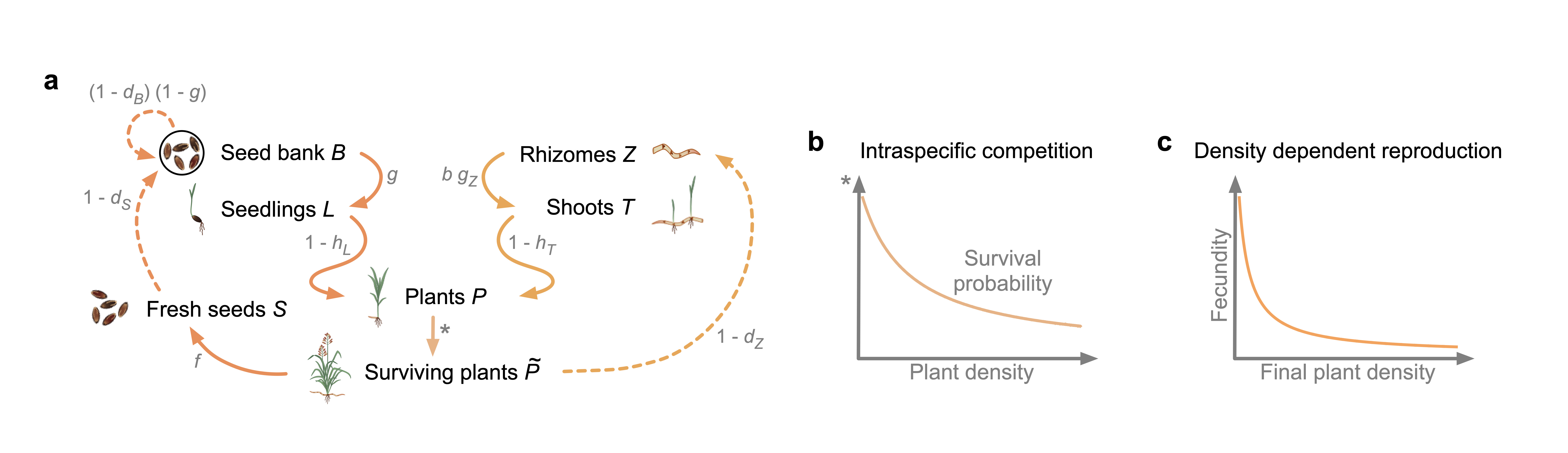 a, Representation of the weed life cycle in our model. The left part of (a) corresponds to the sexual reproduction of Johnsongrass, and the right part represents the asexual propagation. Solid arrows depict within-season dynamics, and dashed arrows show dynamics between seasons. Survival probabilities and fecundity are shown in grey next to the corresponding arrows. b, c, Intraspecific competition. Intraspecific resource competition leads to self-thinning and density-dependent fecundity reduction. Panel (b) displays the probability of intraspecific competition survival in young plants (P) as a function of their density. The density-dependent reduction in fecundity, i.e. the number of seeds (f) and rhizome buds (b) produced by mature plants, is illustrated in panel (c).