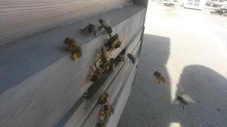 Honeybees flying back to their hive. 