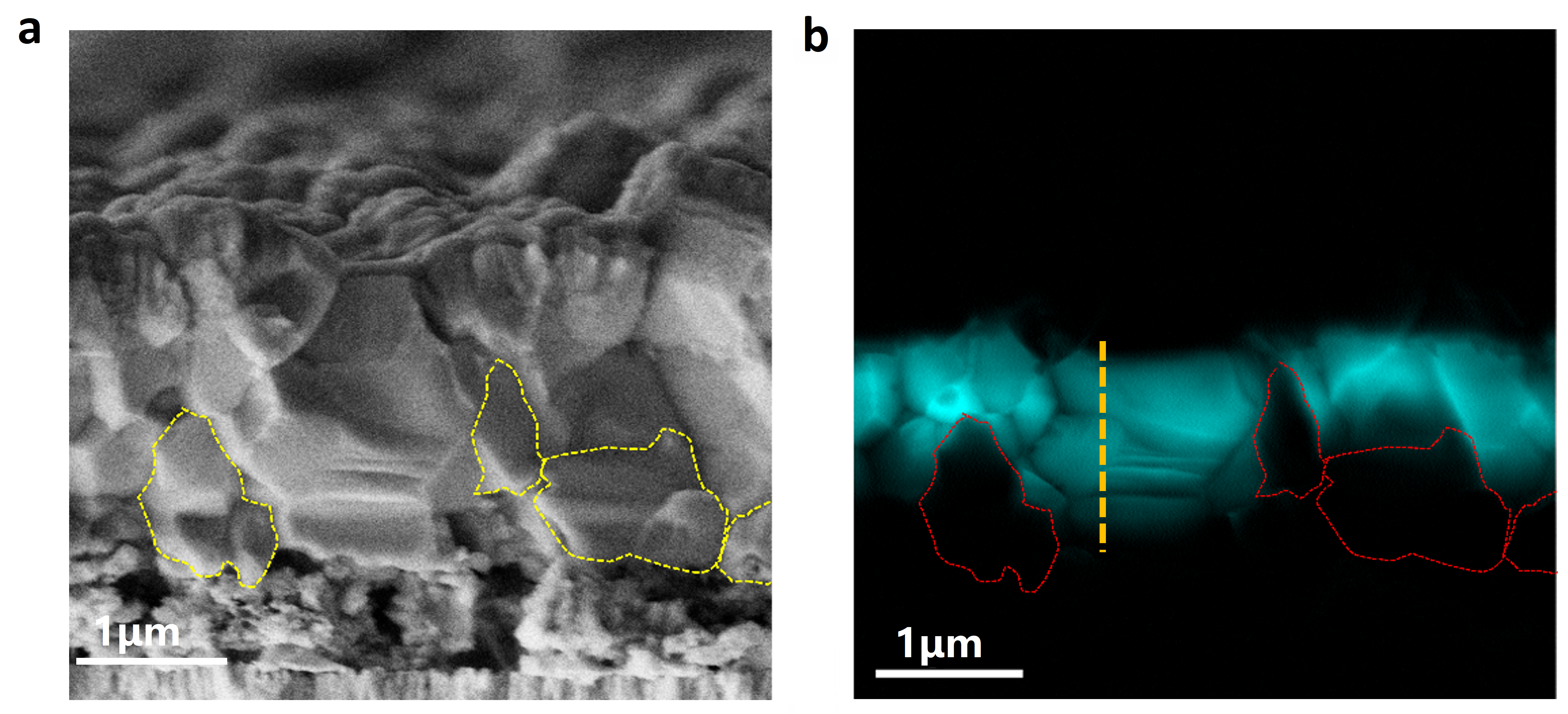 Figure 1. Scanning electron microscopy (SEM) and electron beam induced current (EBIC) image of a cross-section of the CZTSe solar cell . (Credit: UNSW)