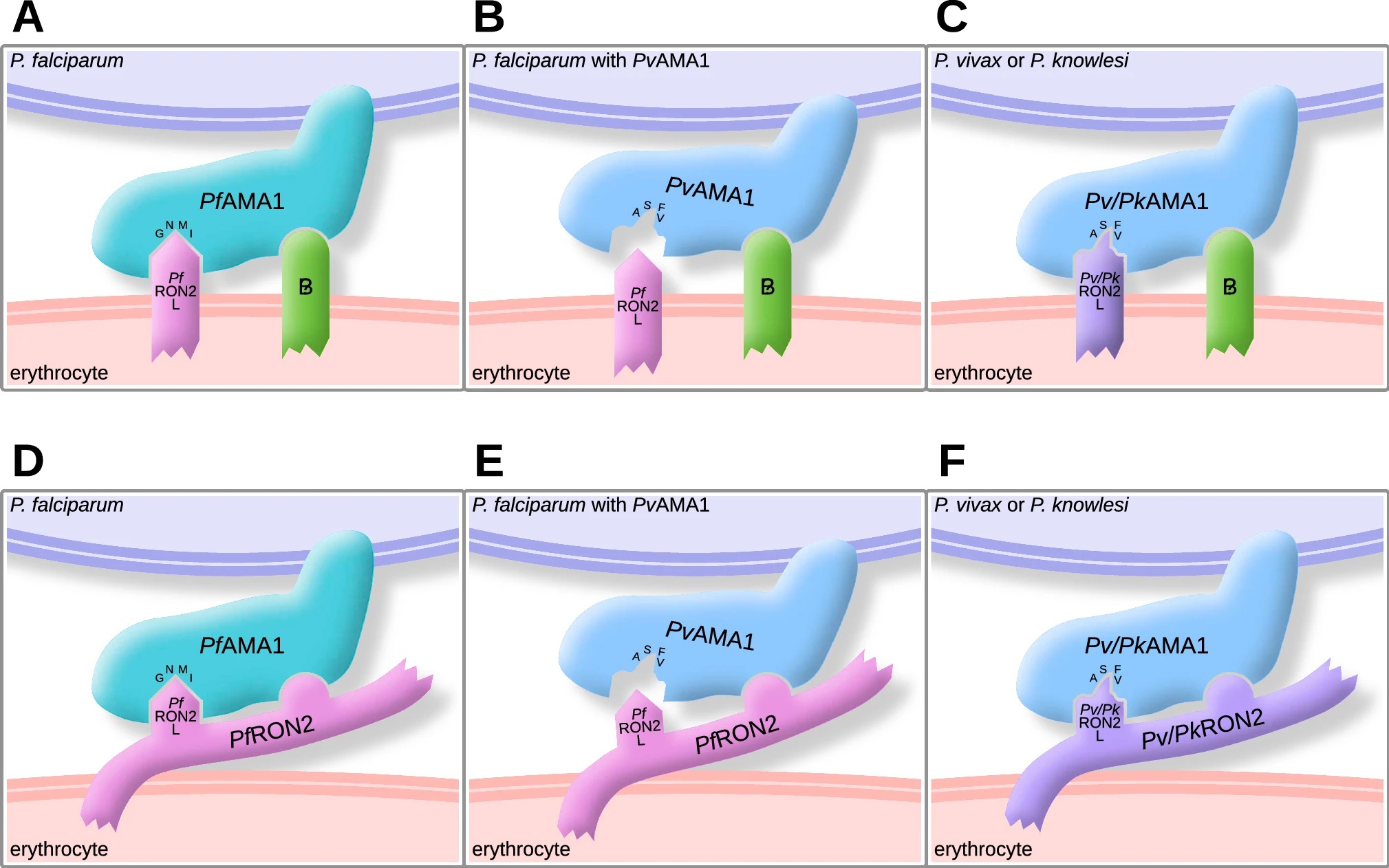 AMA1 interactions for erythrocyte infection