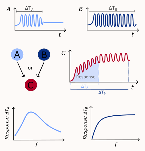 A signaling component C can be stimulated by time-limited (A) or long-lasting (B) stimulations. Signal A activates the transient phase of the response in C, whereas signal B enables the response to stabilize at a steady state. Only signal A leads to a frequency preference response.