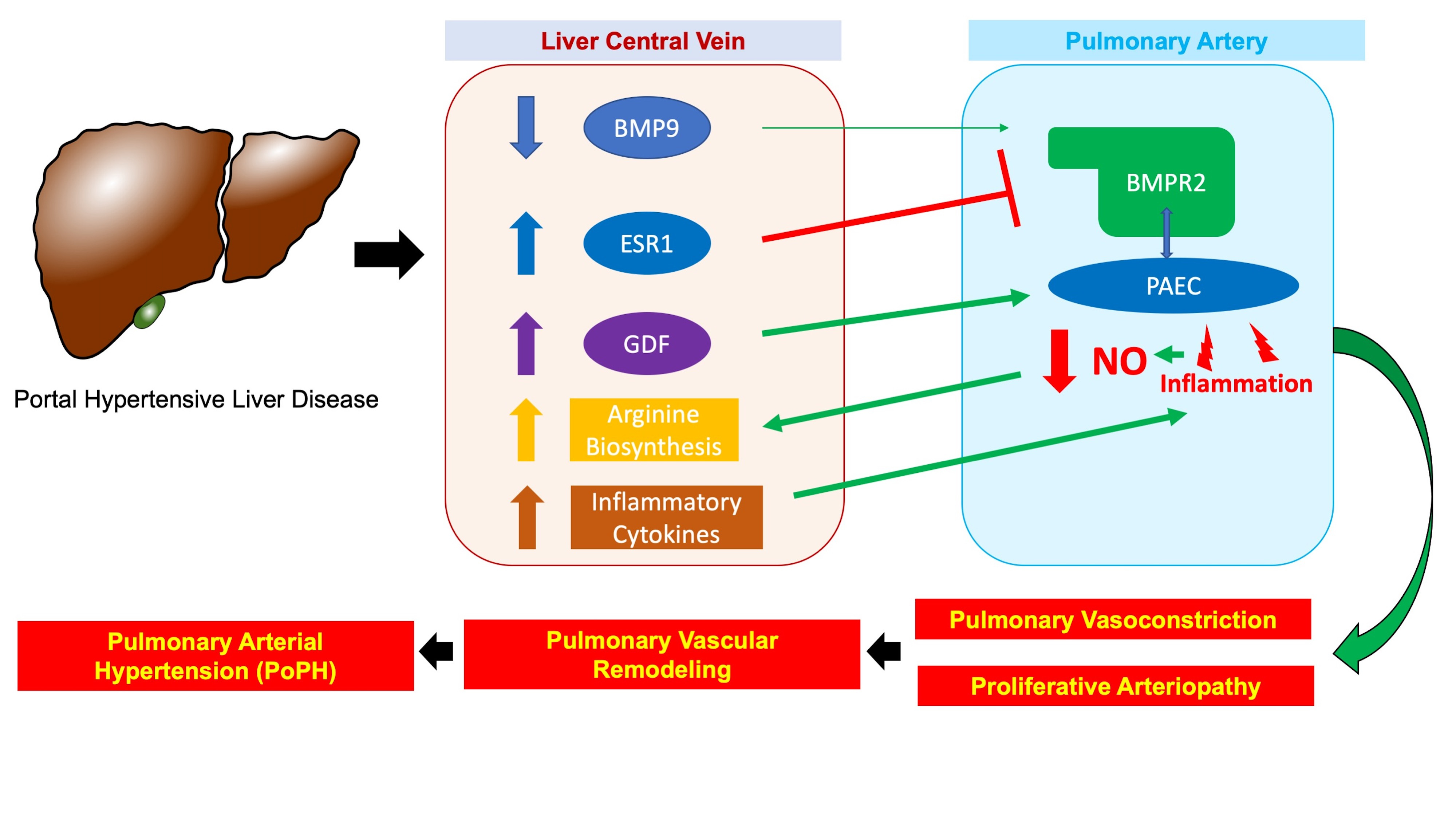 Possible liver-lung axis of disease in PoPH based on current work