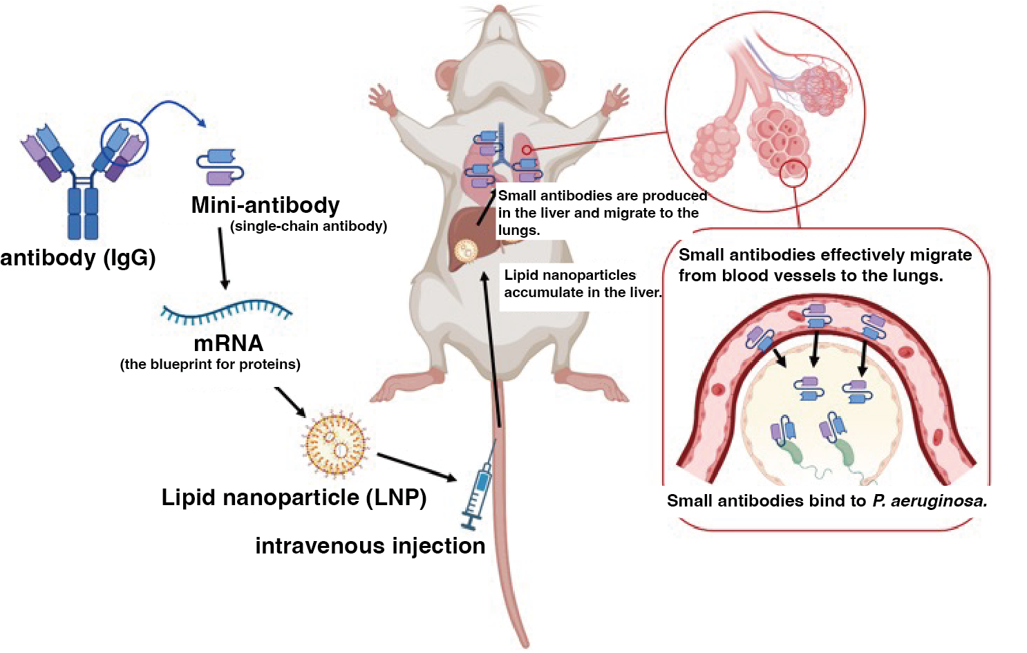 Overview of this study