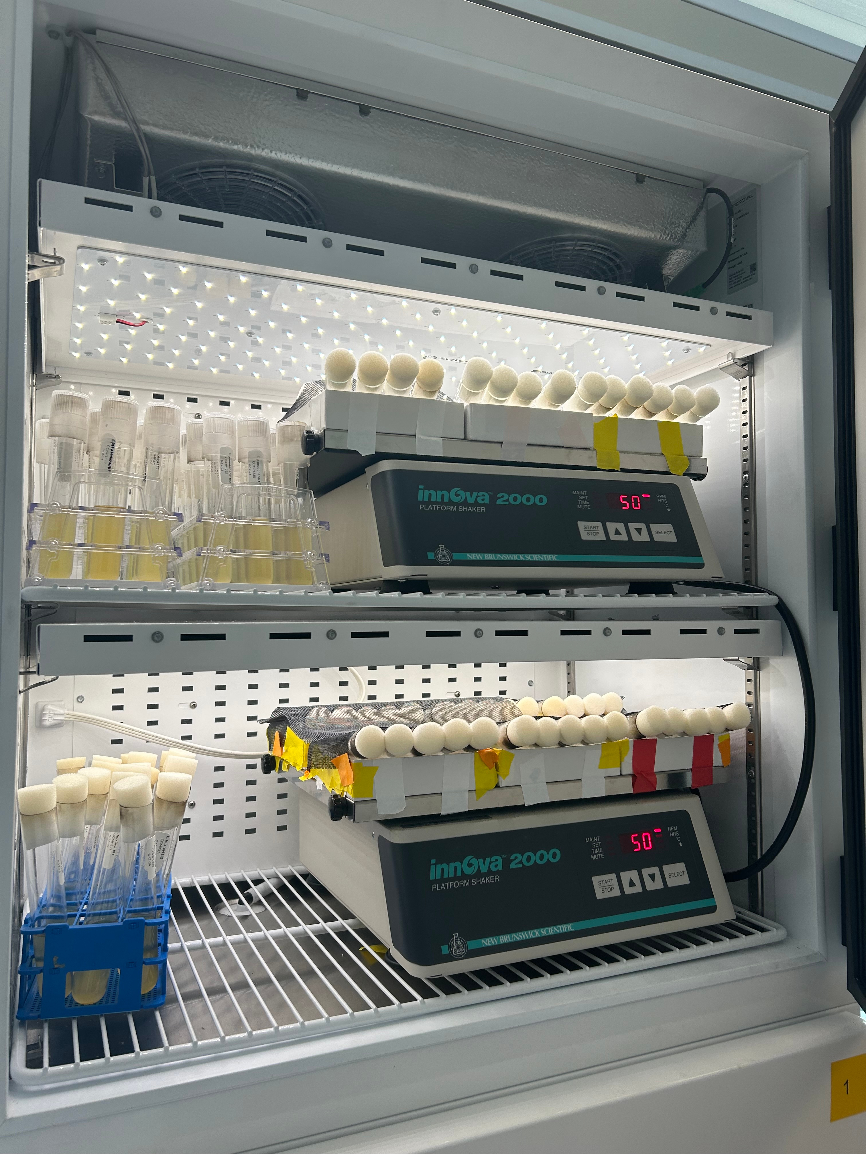 Phytoplankton culture incubator