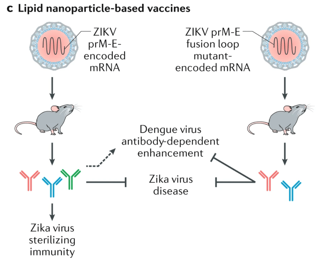 Fig. 4: Materials science in the treatment and vaccination of viral diseases. c | Lipid nanoparticles can be used for the delivery of a Zika virus pre-membrane and envelope (ZIKV prM-E)-encoding mRNA vaccine against the Zika virus. Delivering a ZIKV prM-E fusion loop mutant-encoding mRNA diminishes the generation of cross-reactive antibodies that promote Dengue virus infection. 