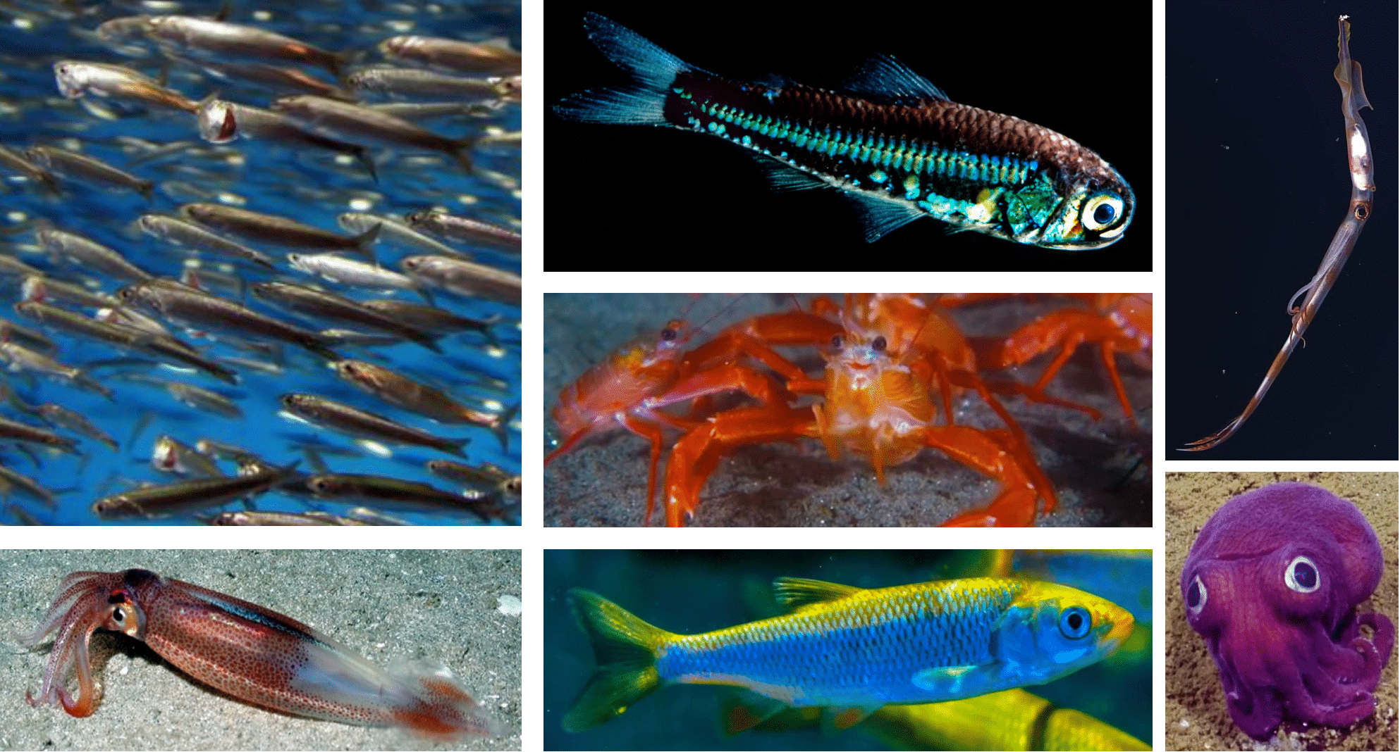 Examines of ocean species in the Pelagic Species Trait Database by Gleiber et al. (2024) and Dr. Stephanie Green's lab at the University of Alberta