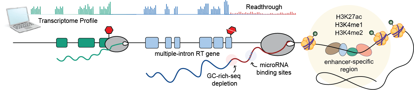 Transcription readthrough is prevalent in healthy human tissues and associated with inherent genomic features